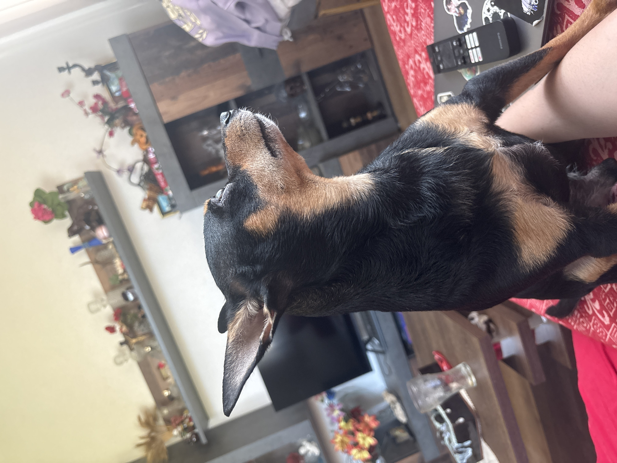 Small dog rests on red furniture in Bulgarian home