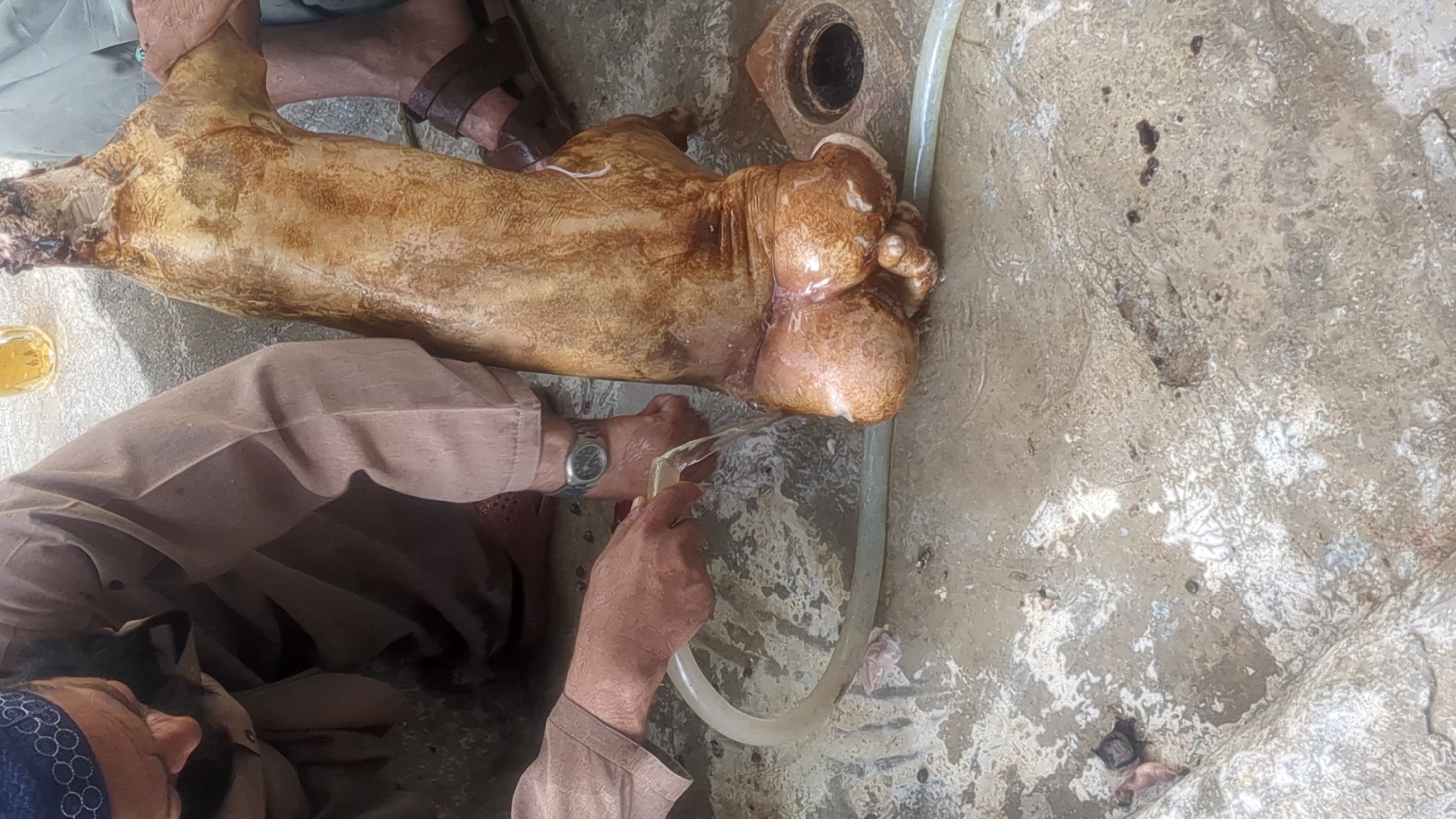 Men butcher, clean livestock carcass in Quetta, Pakistan