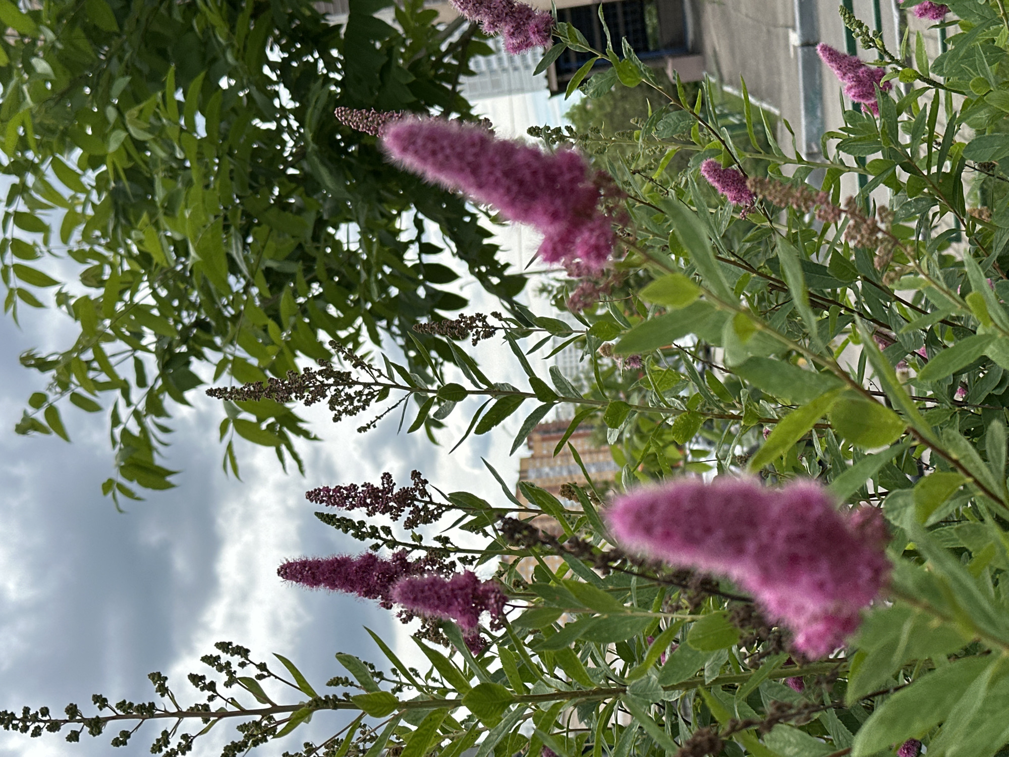 Summer morning in Podolsk: garden flowers, park life, breakfast