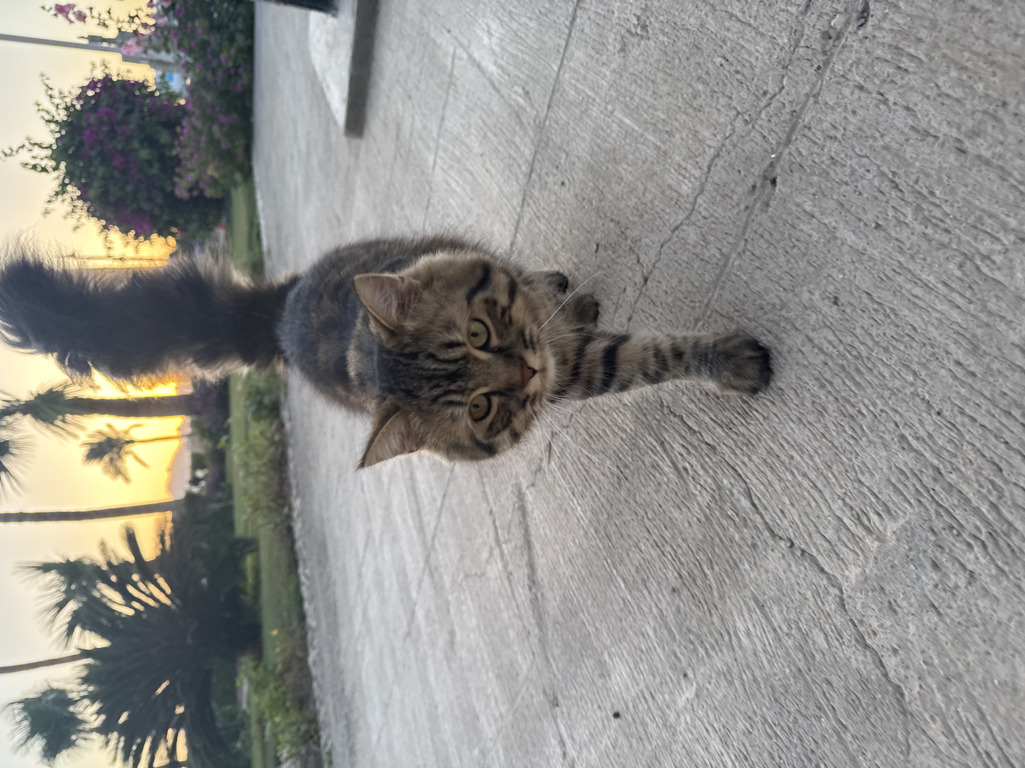 Cat stretching, luggage loading observed in Safaga, Egypt