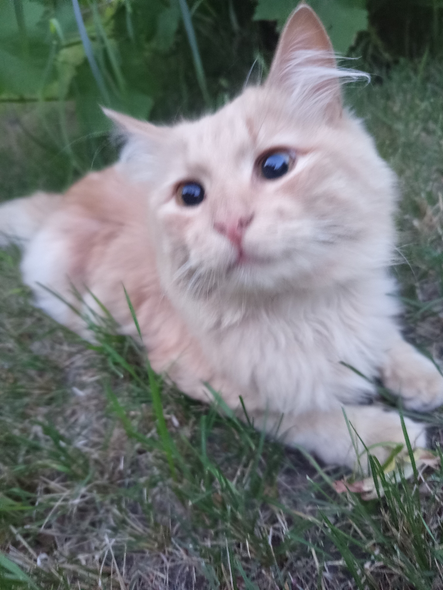 Sloviansk garden life: cats, figurines, fruit trees, and a sunset