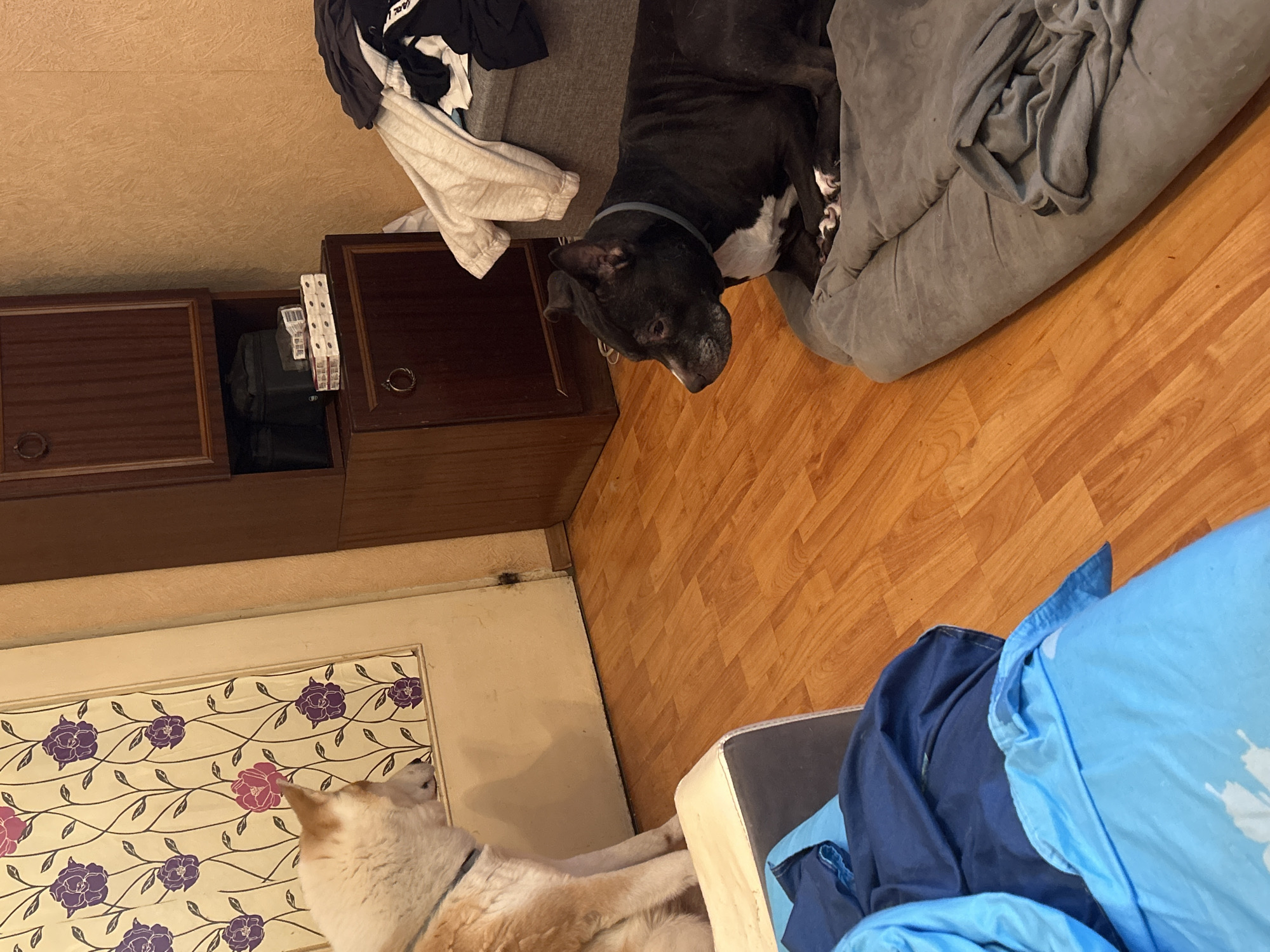 Multi-pet household scene documented in Sofia residential setting