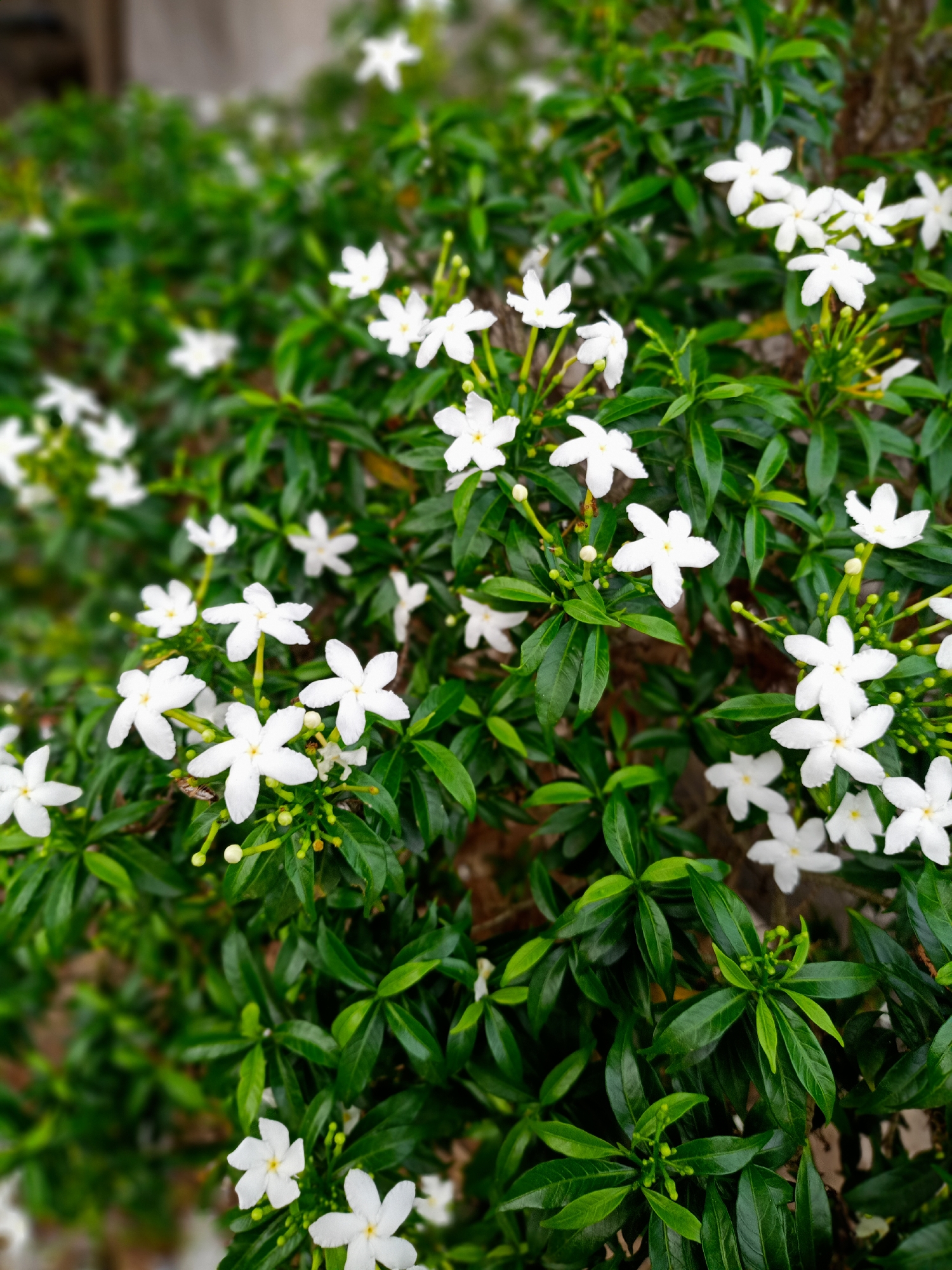 Evening garden flowers documented in Bireuen, Indonesia