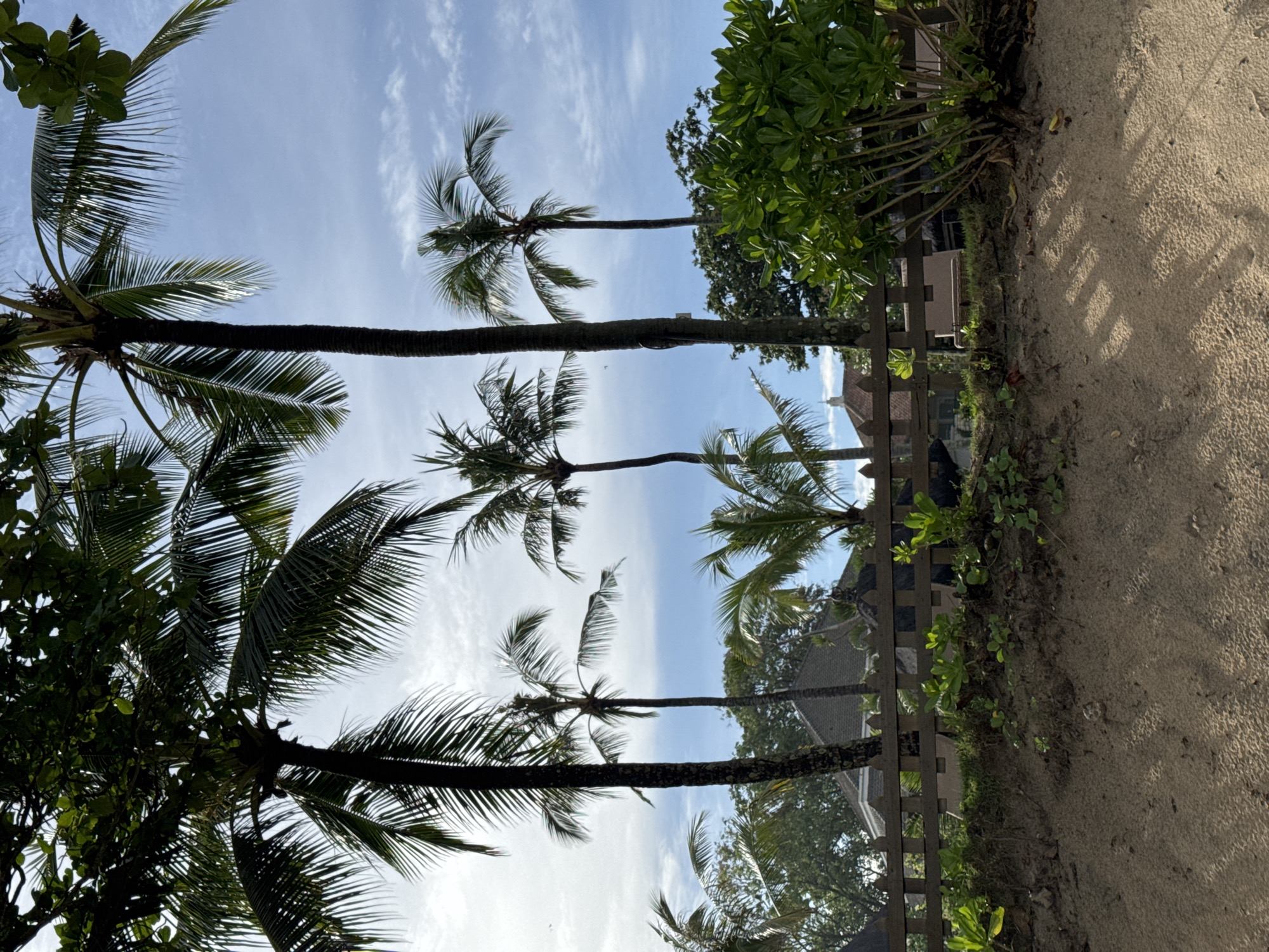 Dog explores beach in Kuta Selatan Indonesia