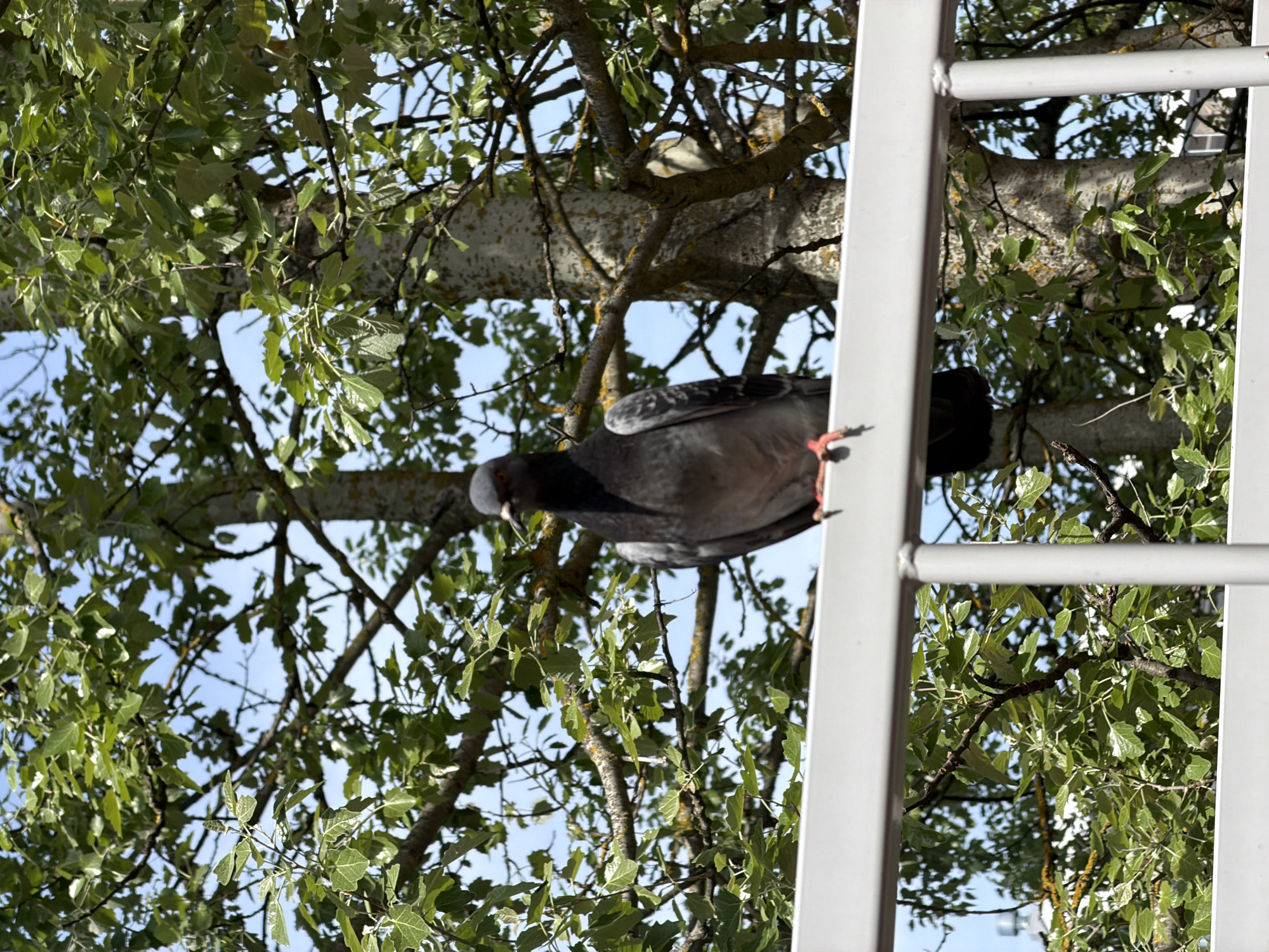 Birds spotted in separate Tokkari locations within minutes