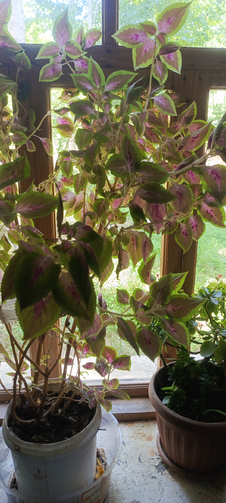 Coleus plant on a wooden windowsill, close-up indoor shot