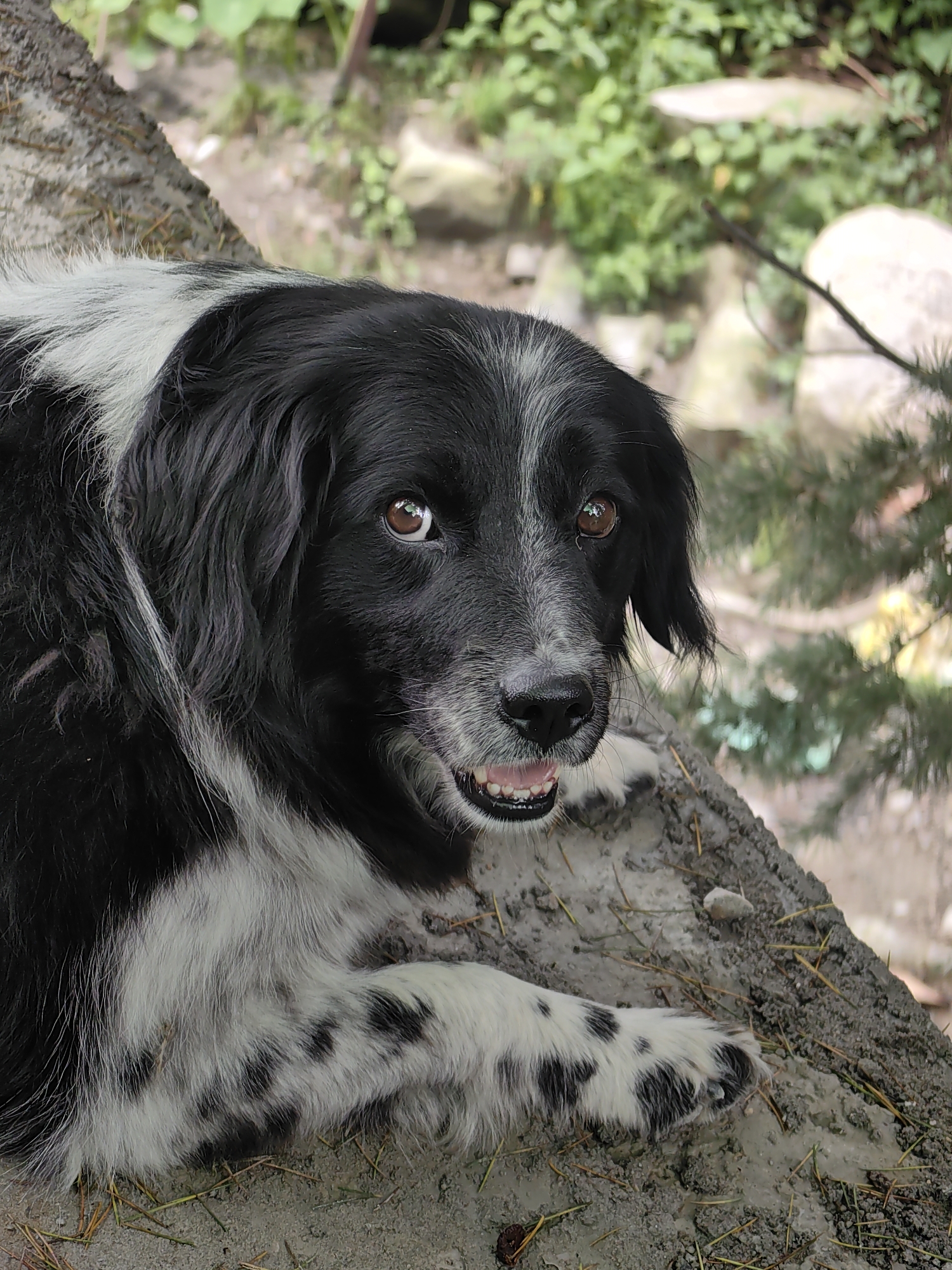 Dogs, cliffs, and construction in a lush Himalayan foothills village