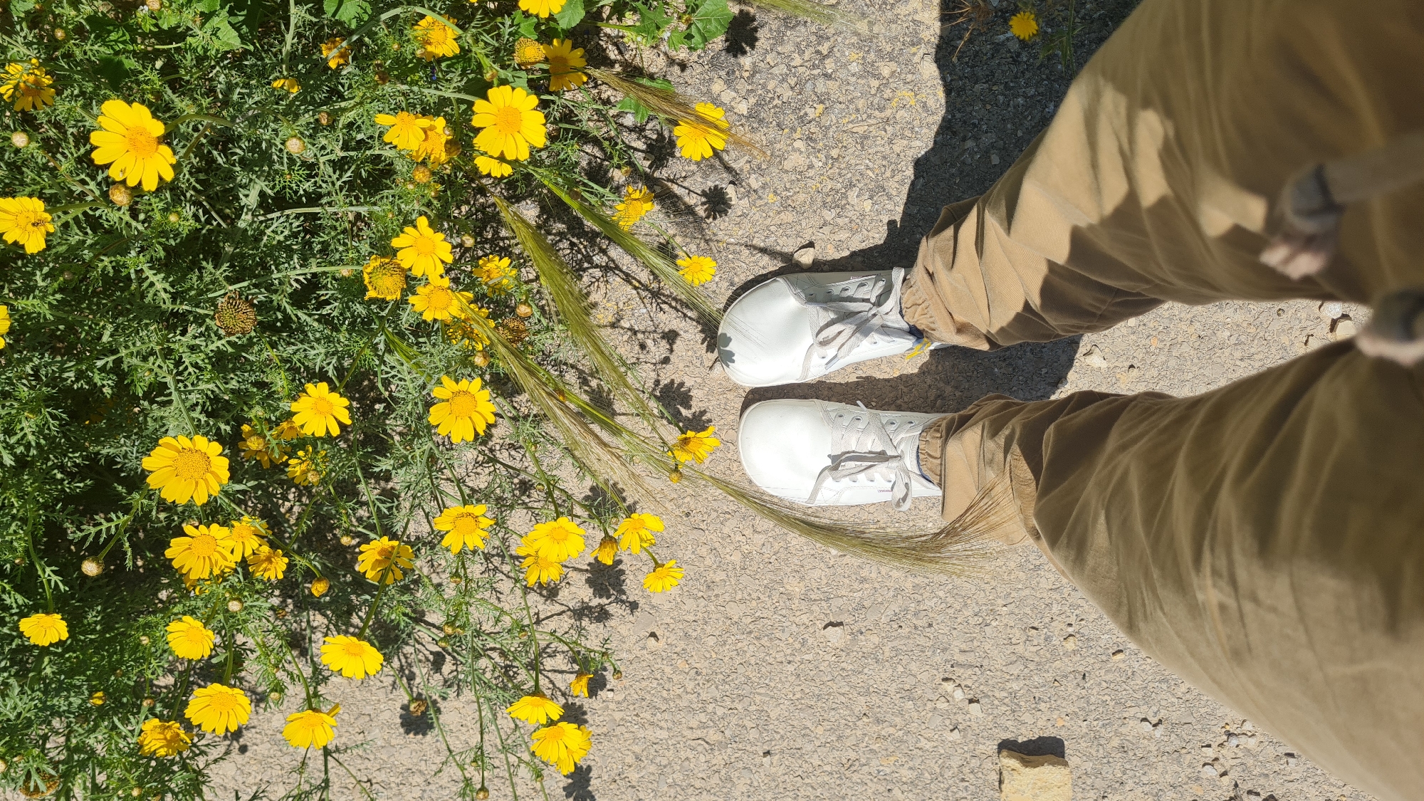 Woman photographed among spring wildflowers in southern Israel