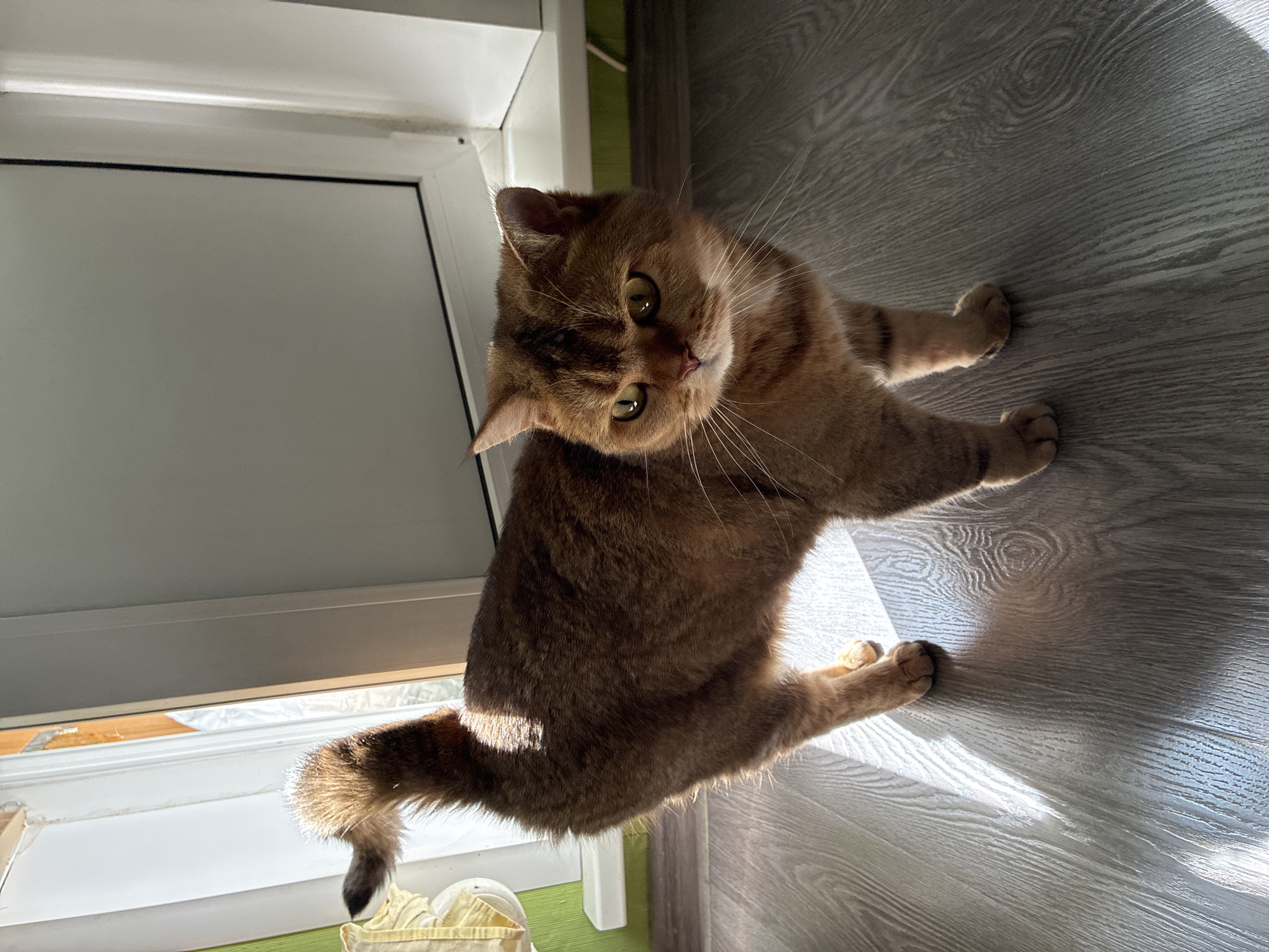 Golden-brown cat observed on wooden floor in Moscow