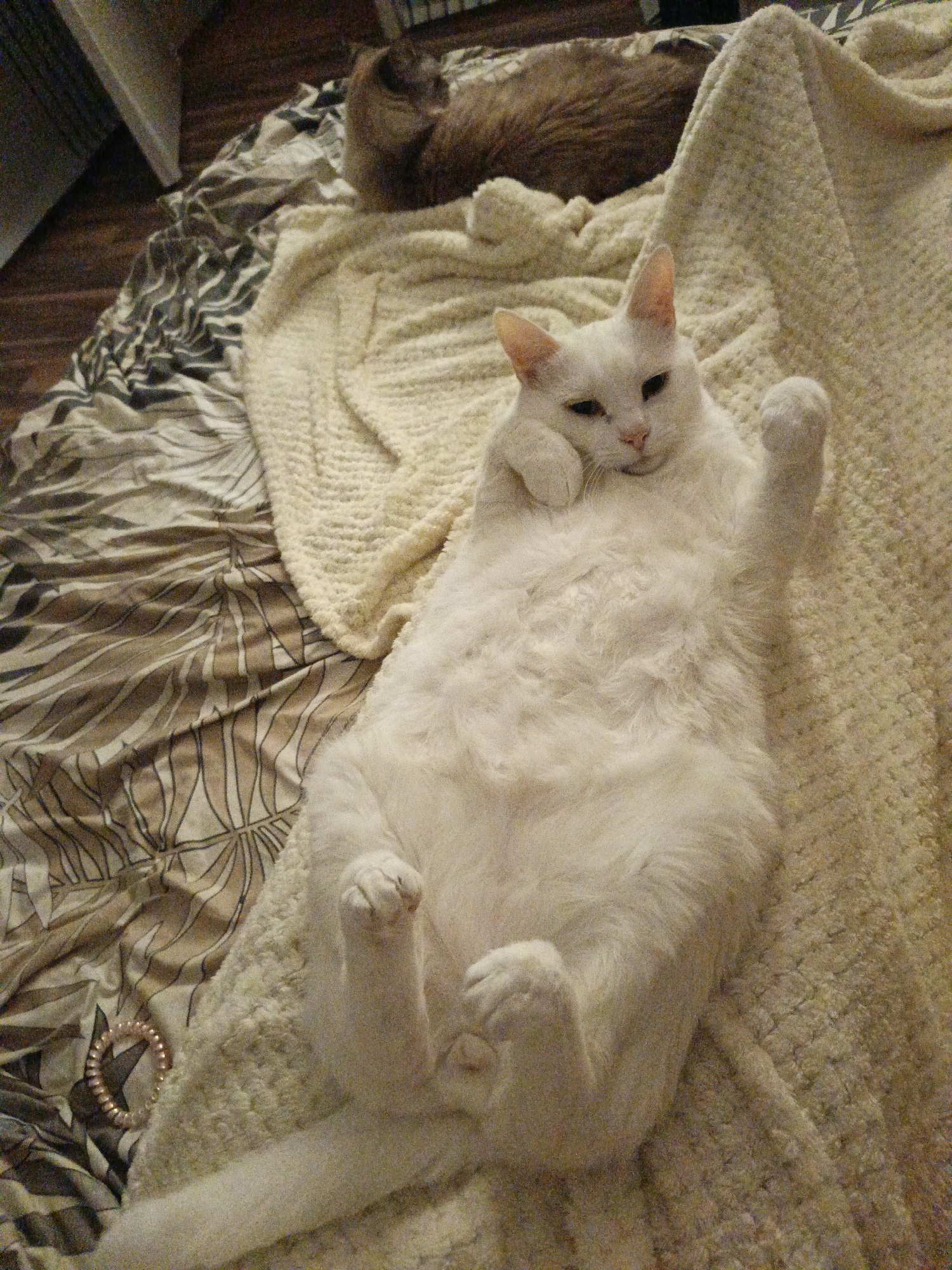 Cats captured relaxing on bed in Sevastopol home