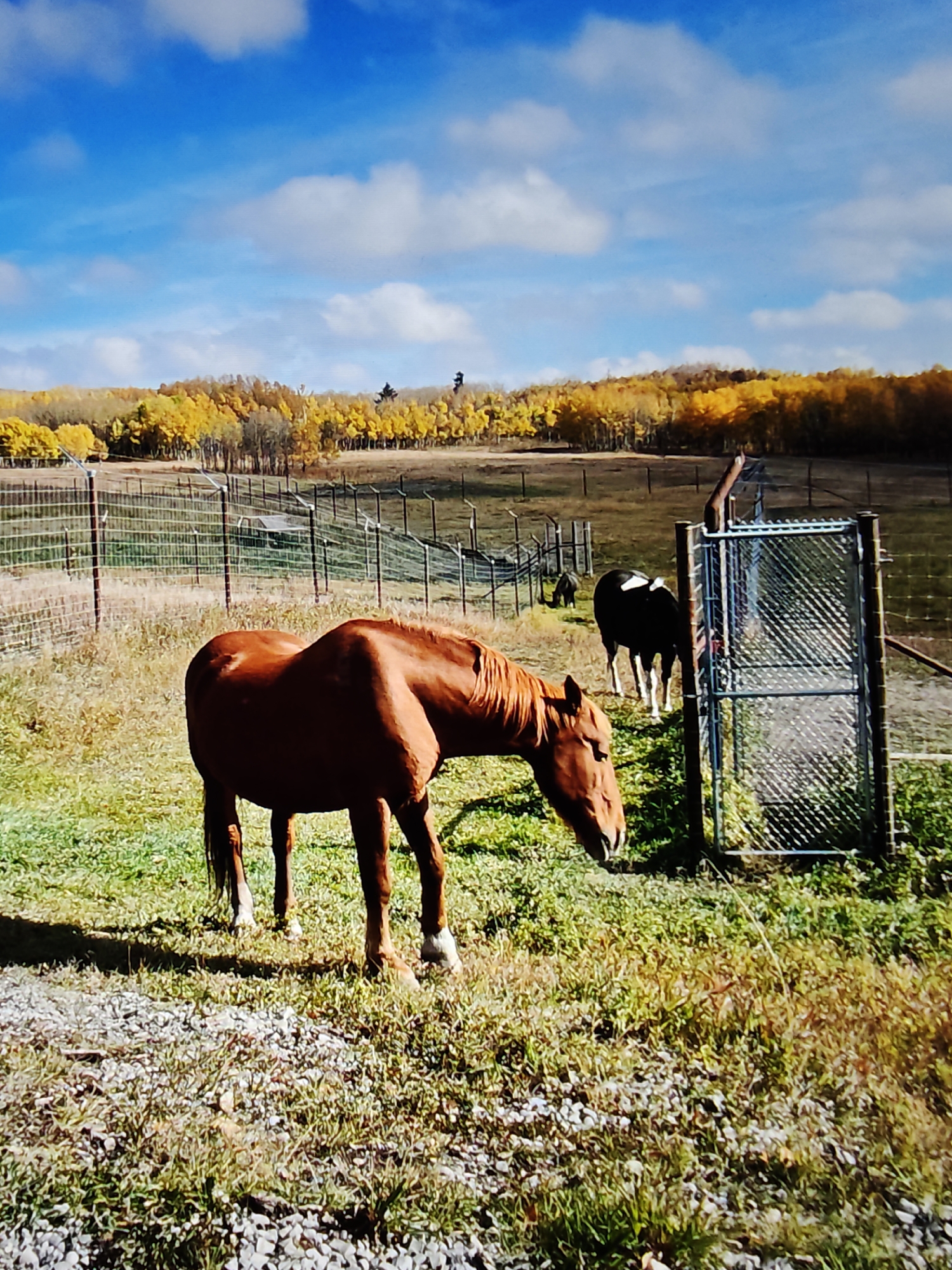 Wolves in enclosures, bighorn sheep on the highway, Rockies in autumn