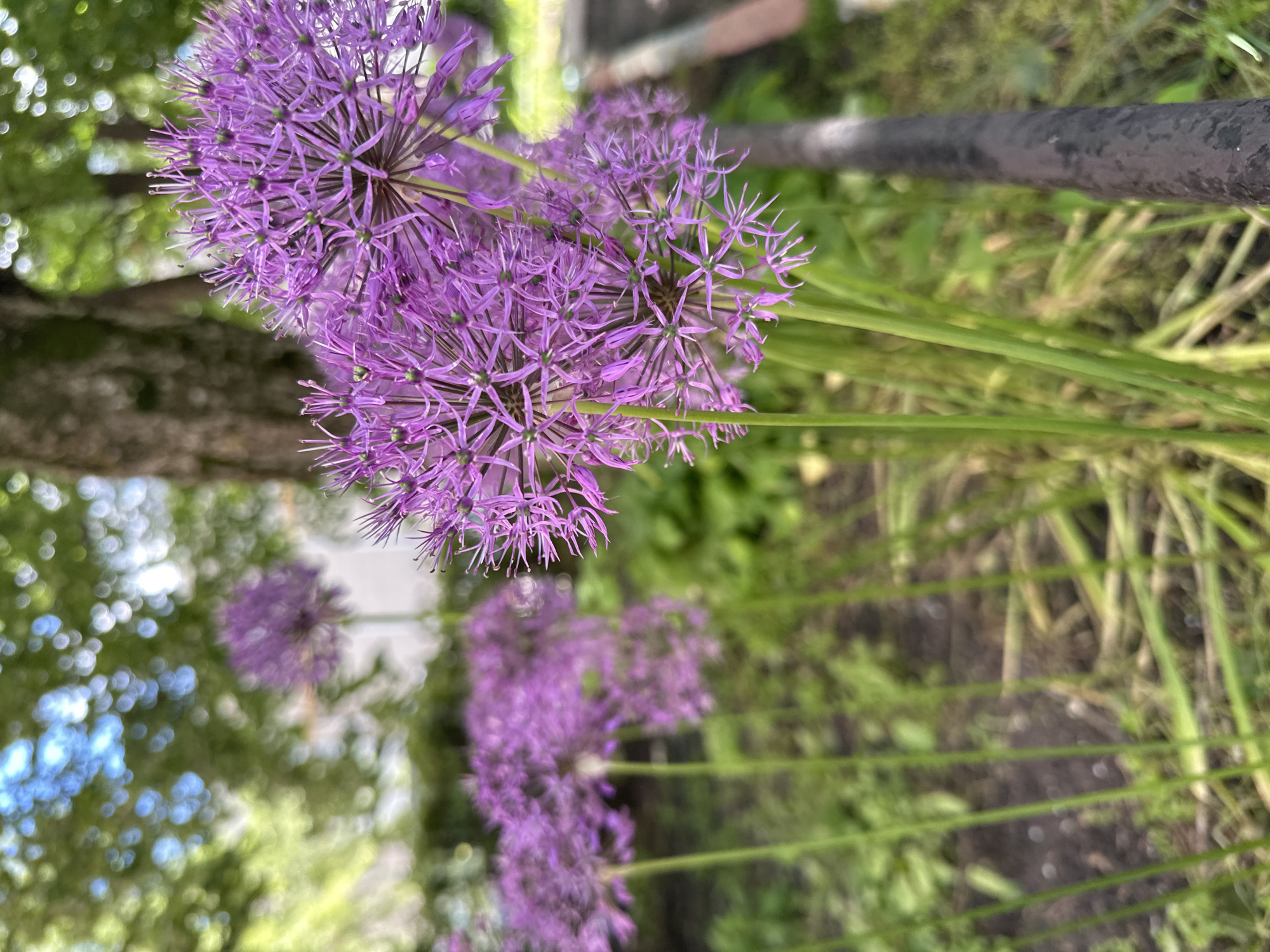 Spring flowers and commercial district documented in Stavropol