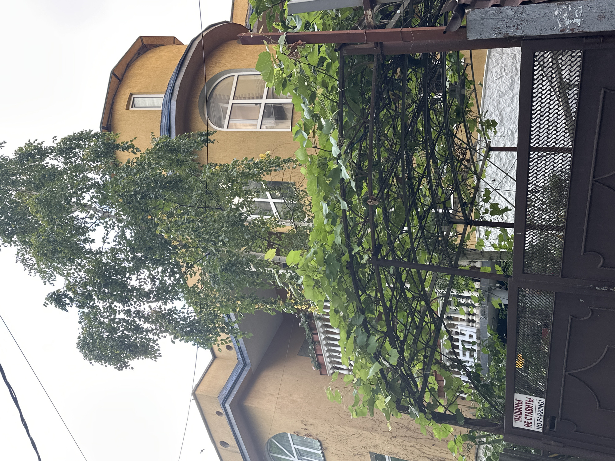 Quiet Sochi street walk: birdhouses, café terraces, leafy sidewalks