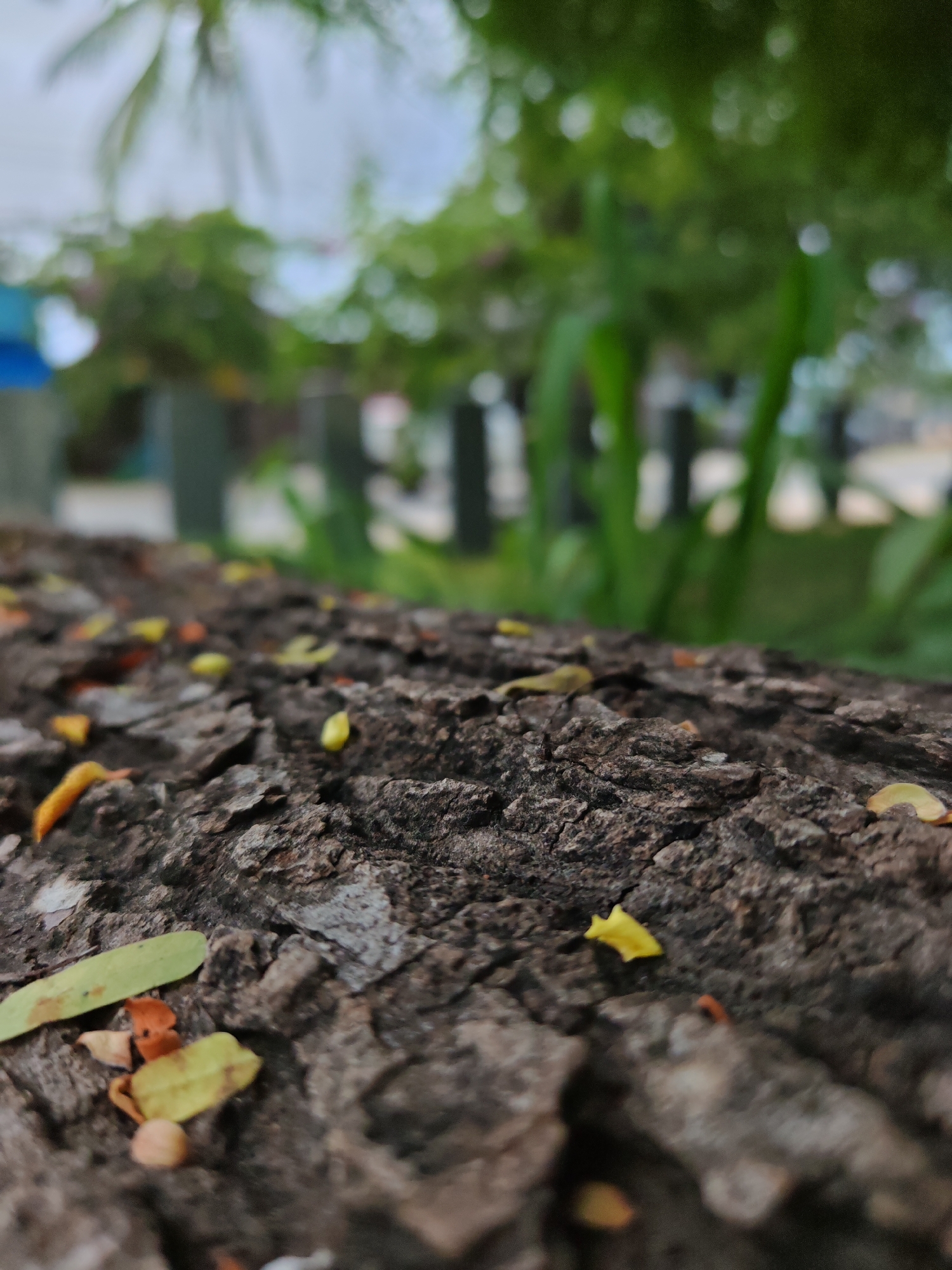 Coastal flora and landscape detail along Baan Bang Rak's shoreline