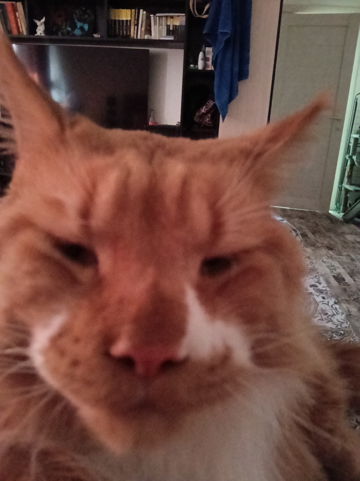 Orange tabby cat chilling indoors, Moscow