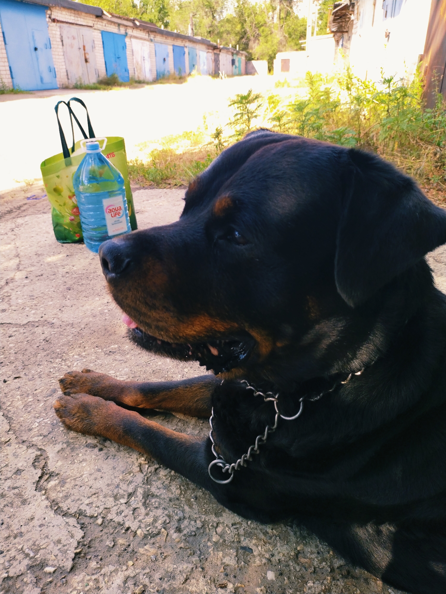 Morning stroll in Horishni Plavni with a Rottweiler and summer flora