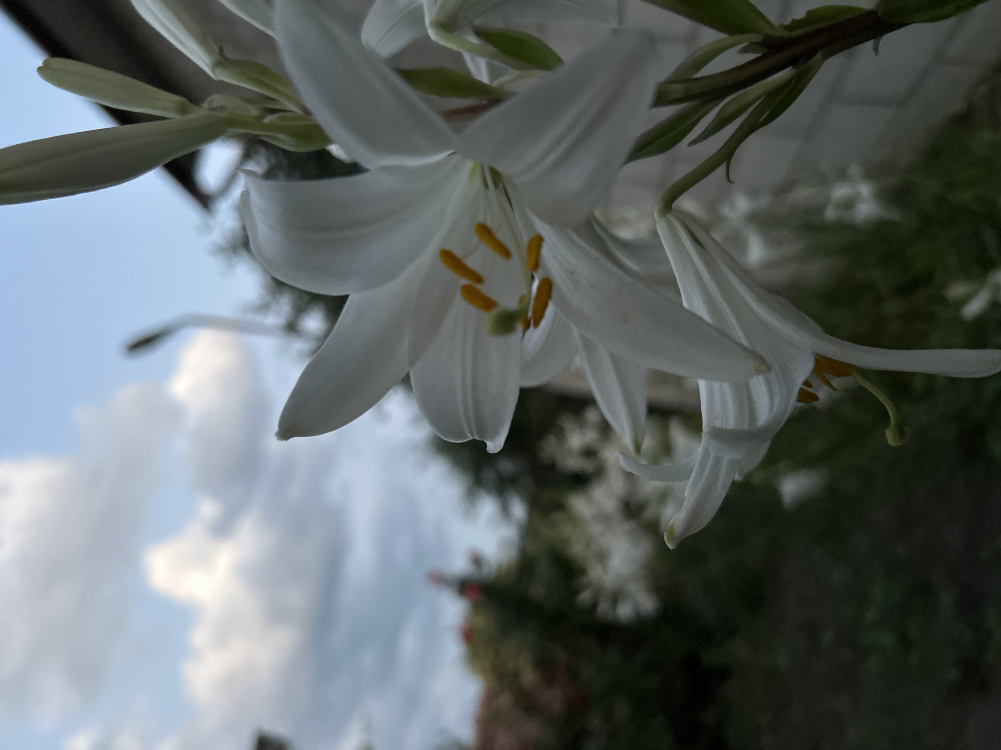 Garden details and a white cat in Ialoveni, Moldova