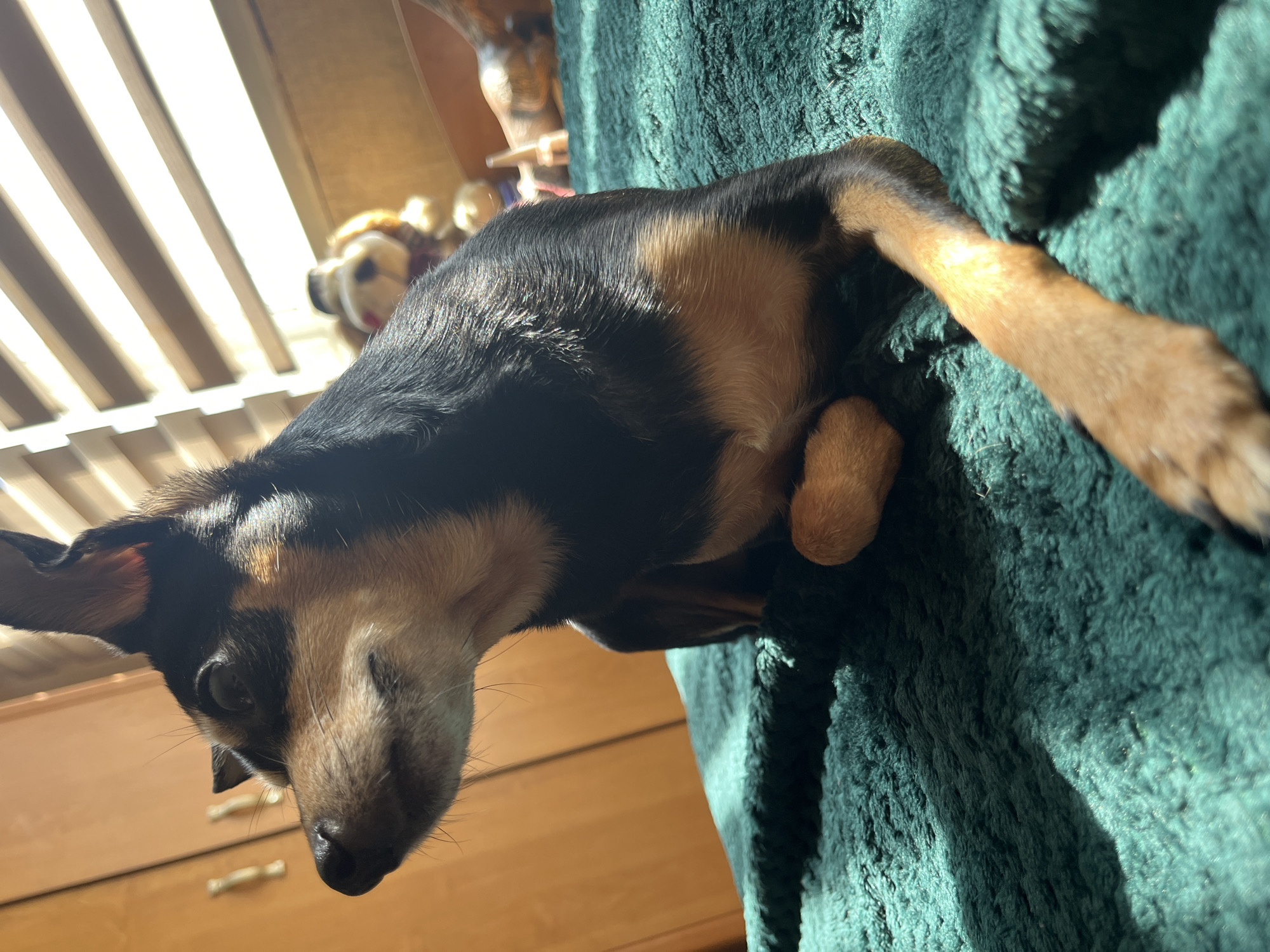 Dog resting and cryptocurrency message captured in Sofia