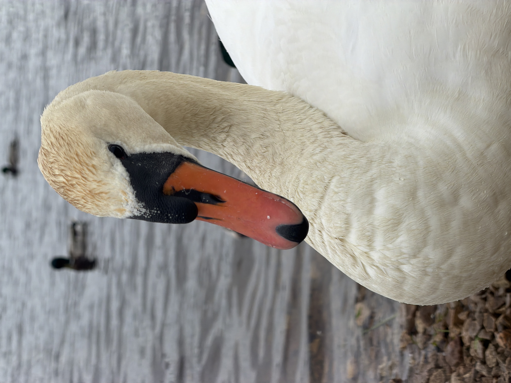 Swans observed feeding and resting at Riga waterway