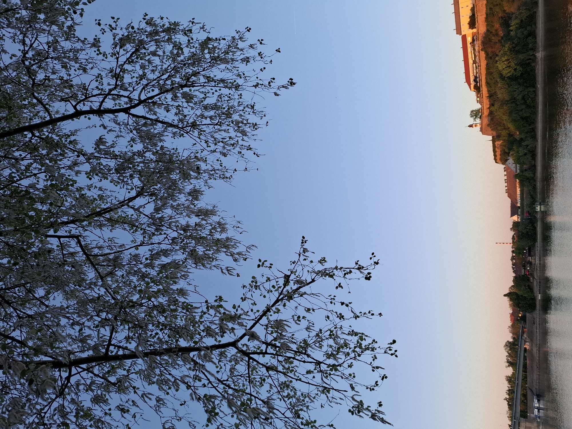 Sunset and tree scenes captured in Novi Sad, Serbia
