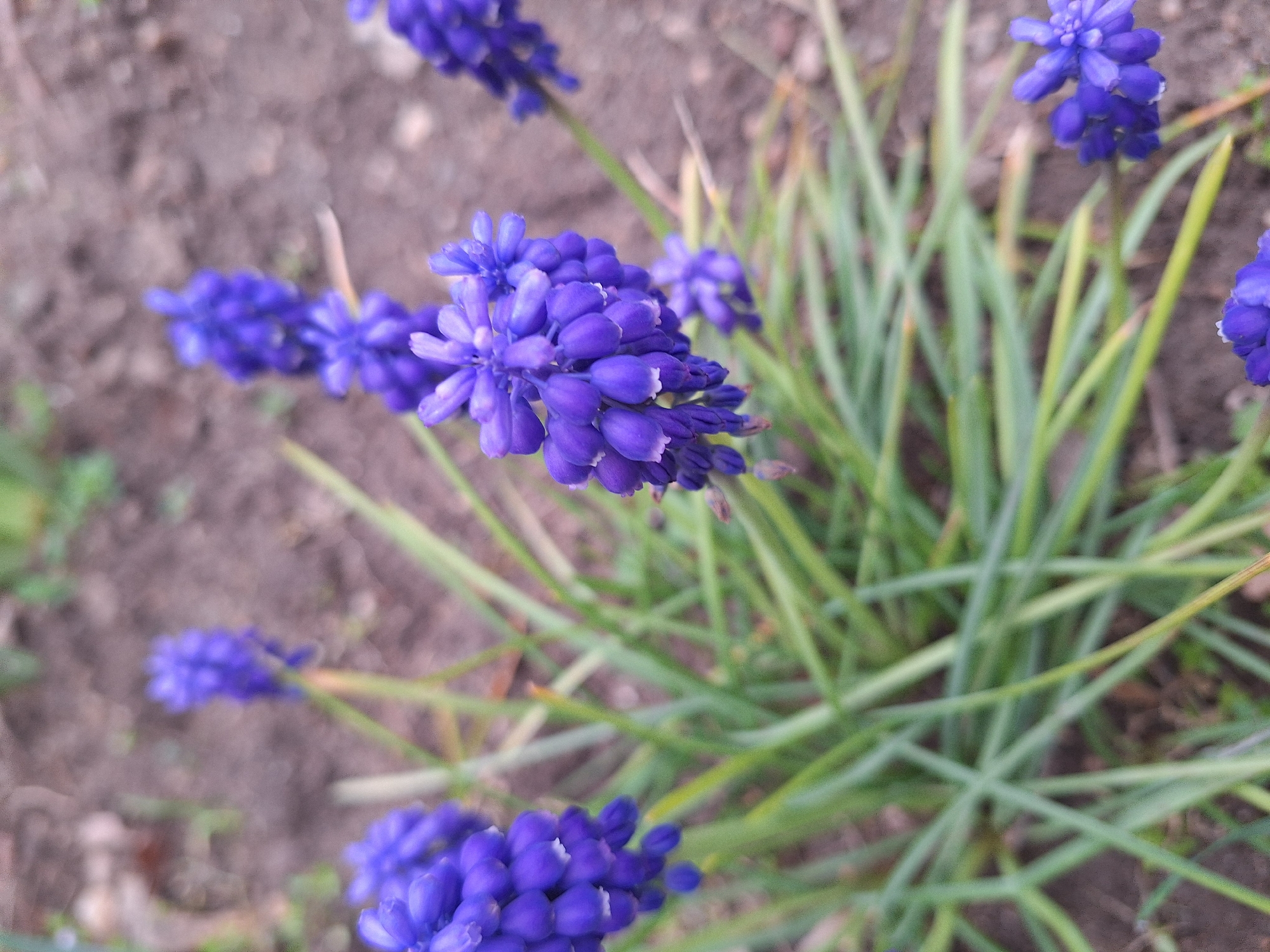 Spring flowers bloom across Blagoevgrad streets and gardens