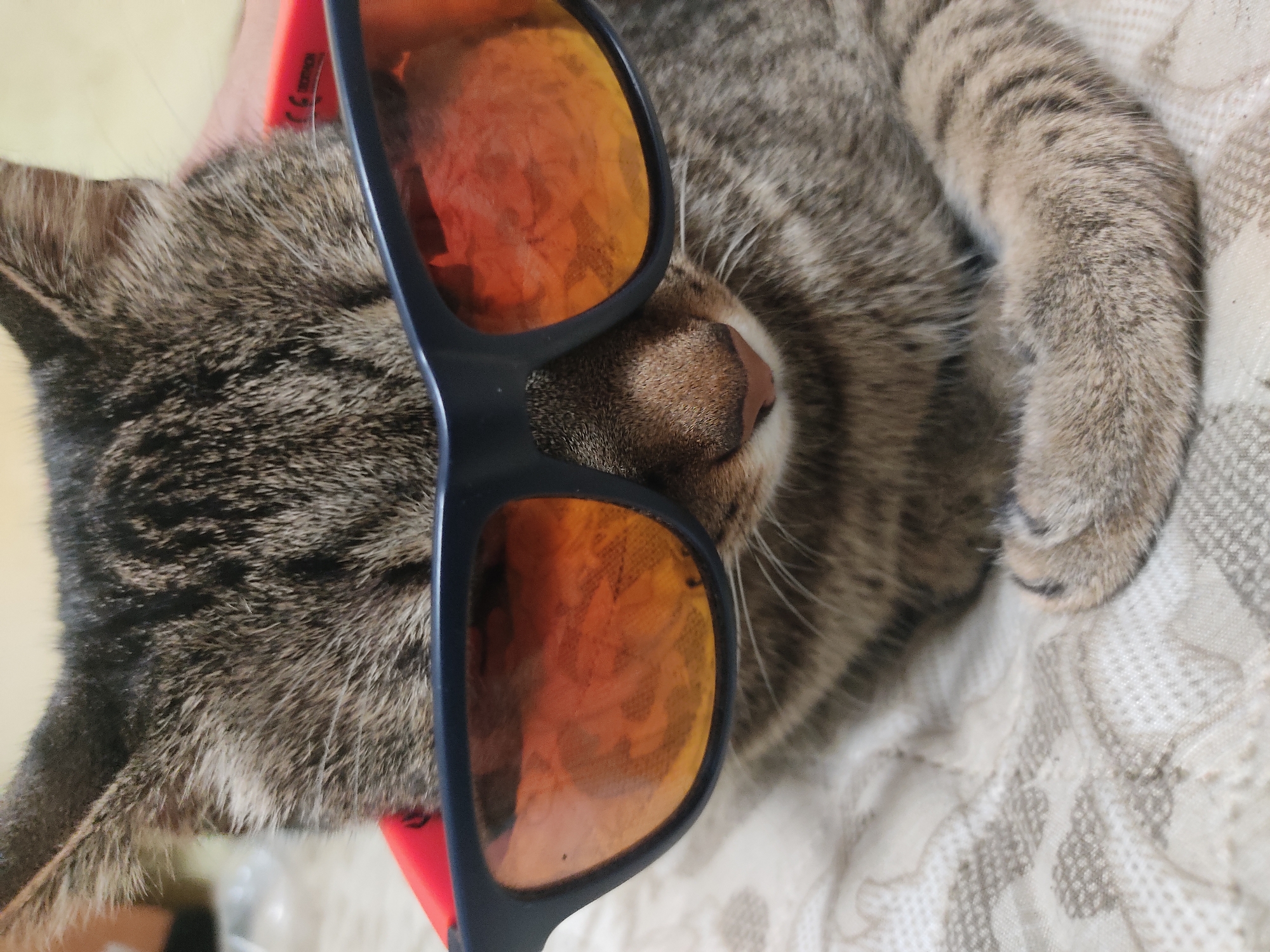 Tabby cat and fish tank moments from a Burgas home
