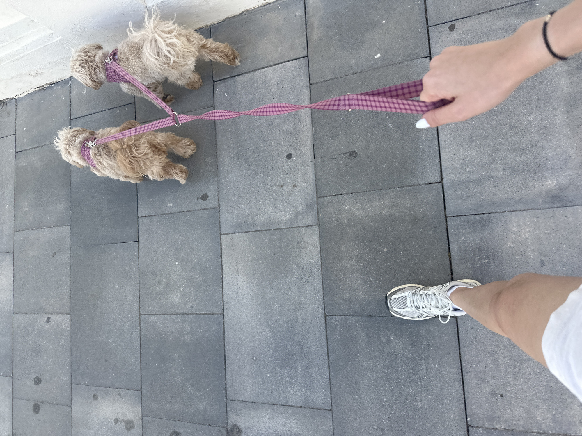 Dog walker spotted with two small pets in Spanish coastal town