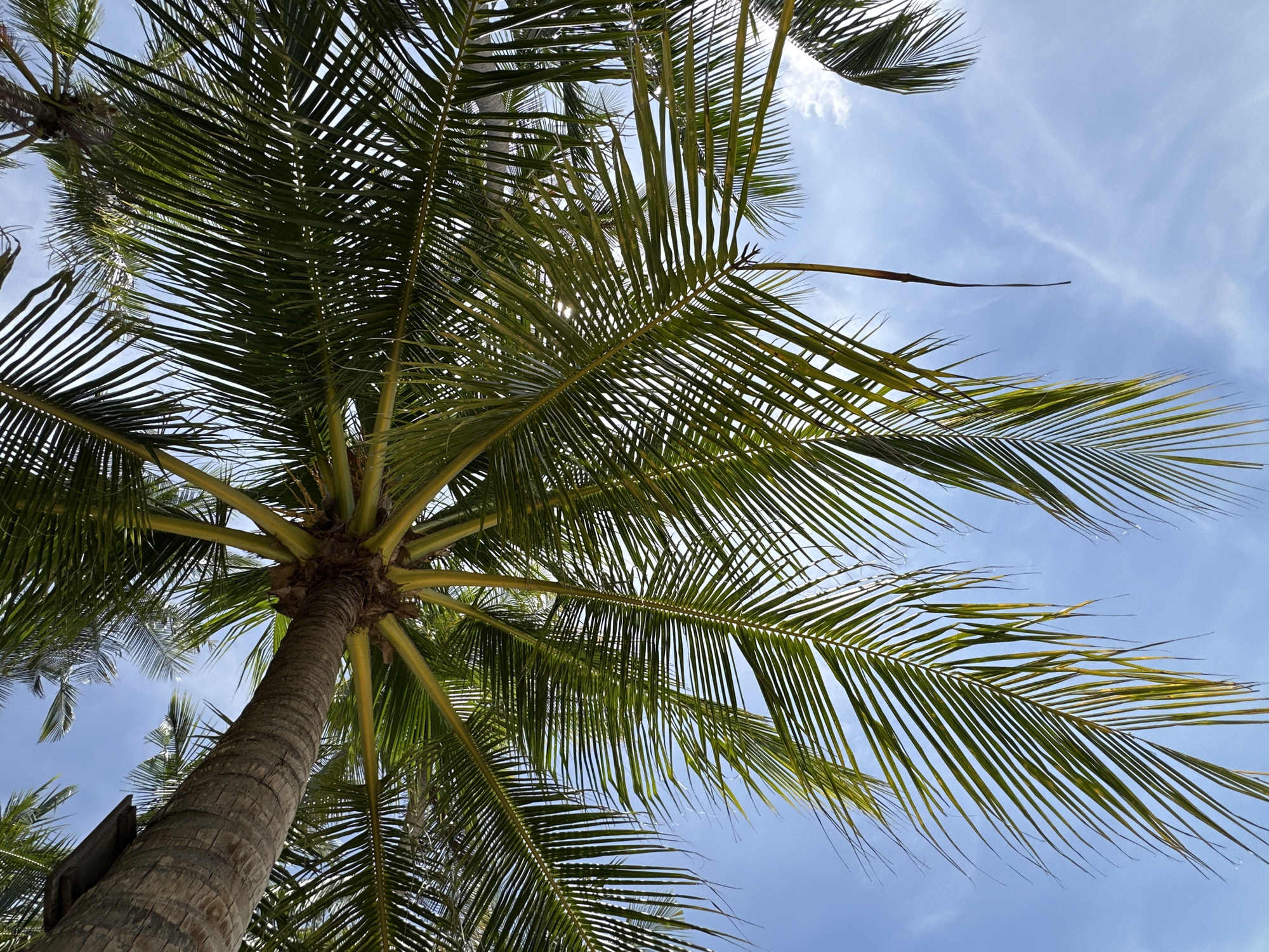 Relaxing on a Ko Samui beach under swaying palms