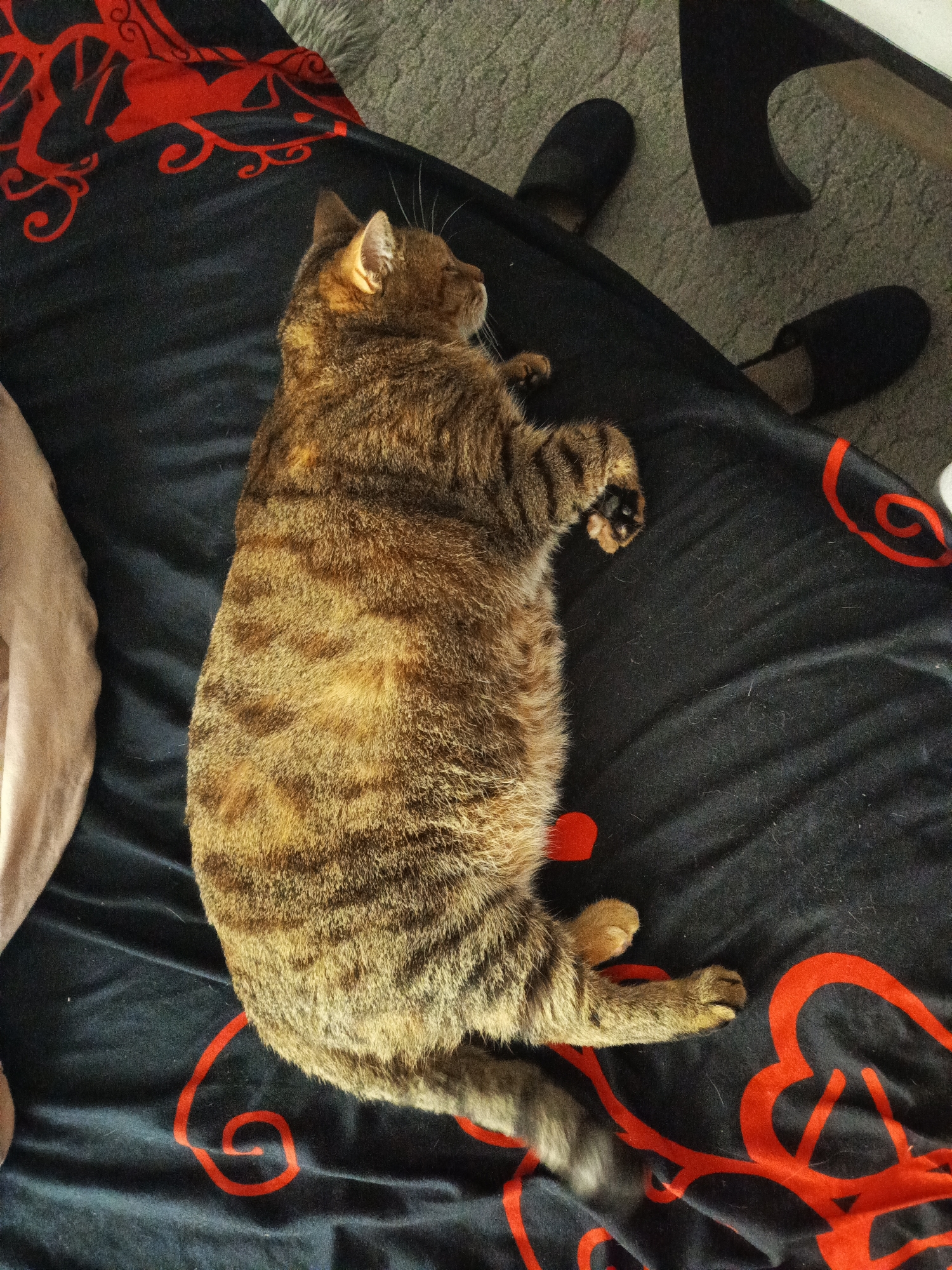 Quiet domestic moments captured: sleeping cat, spring blooms, figurine