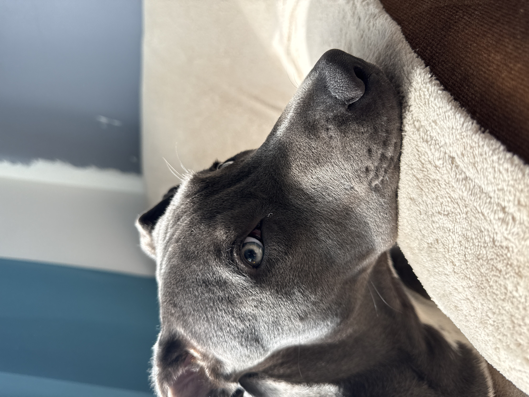 Dog rests on cushion in Varna home