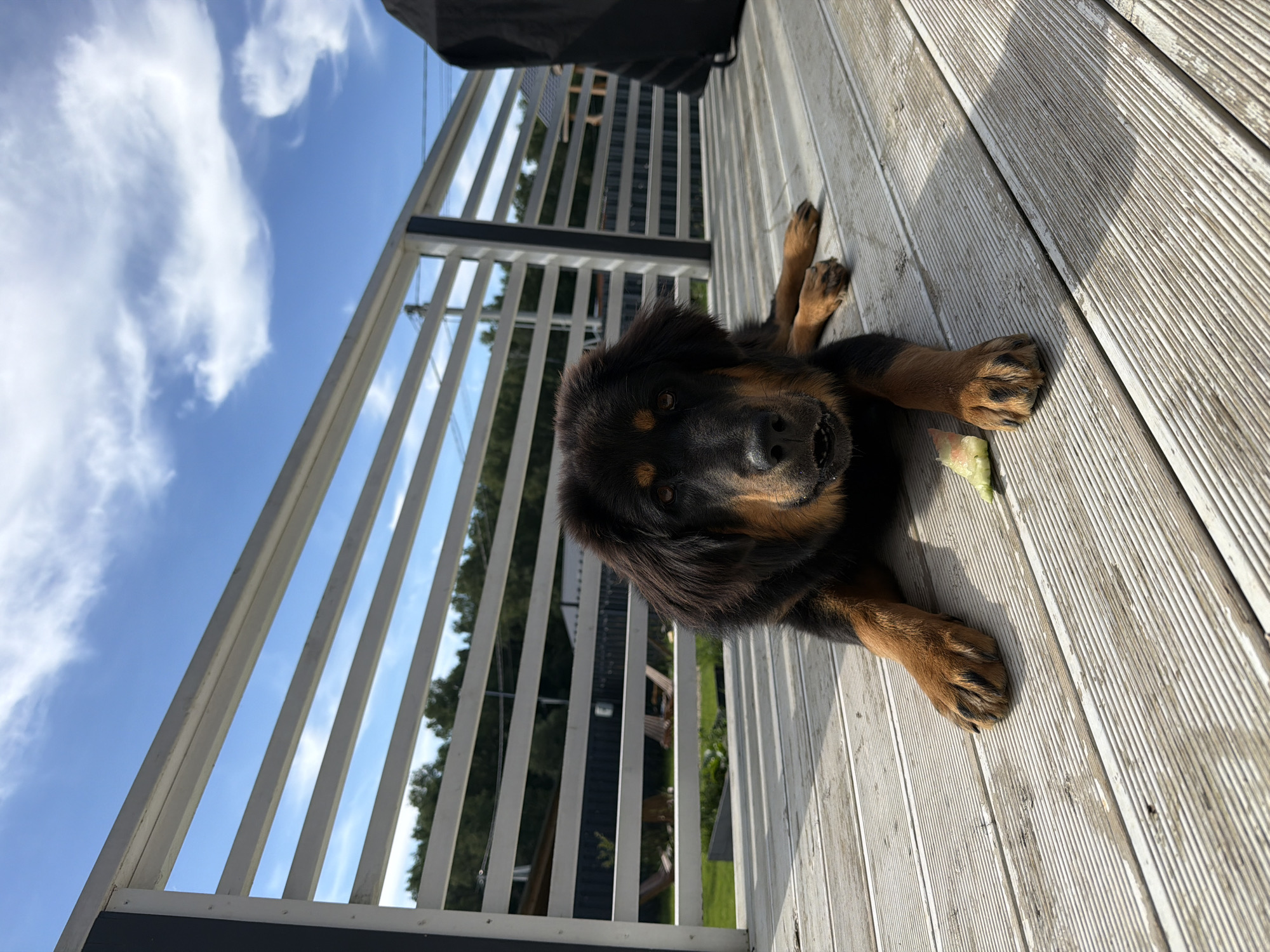 Dog and deck vibes on a summer afternoon in Степаньково