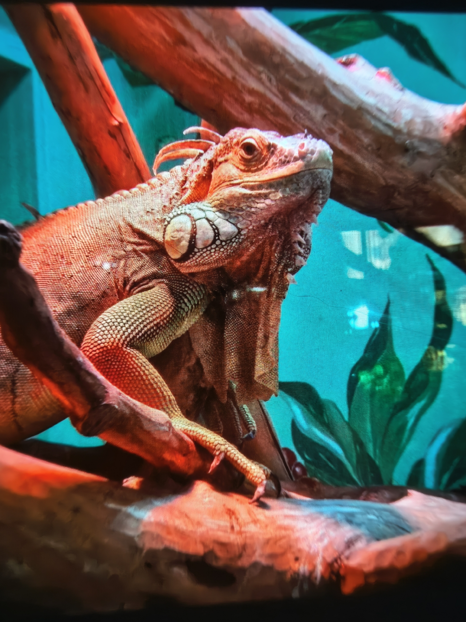 Close-up wildlife shots spanning reptiles, big cats, and zoo animals