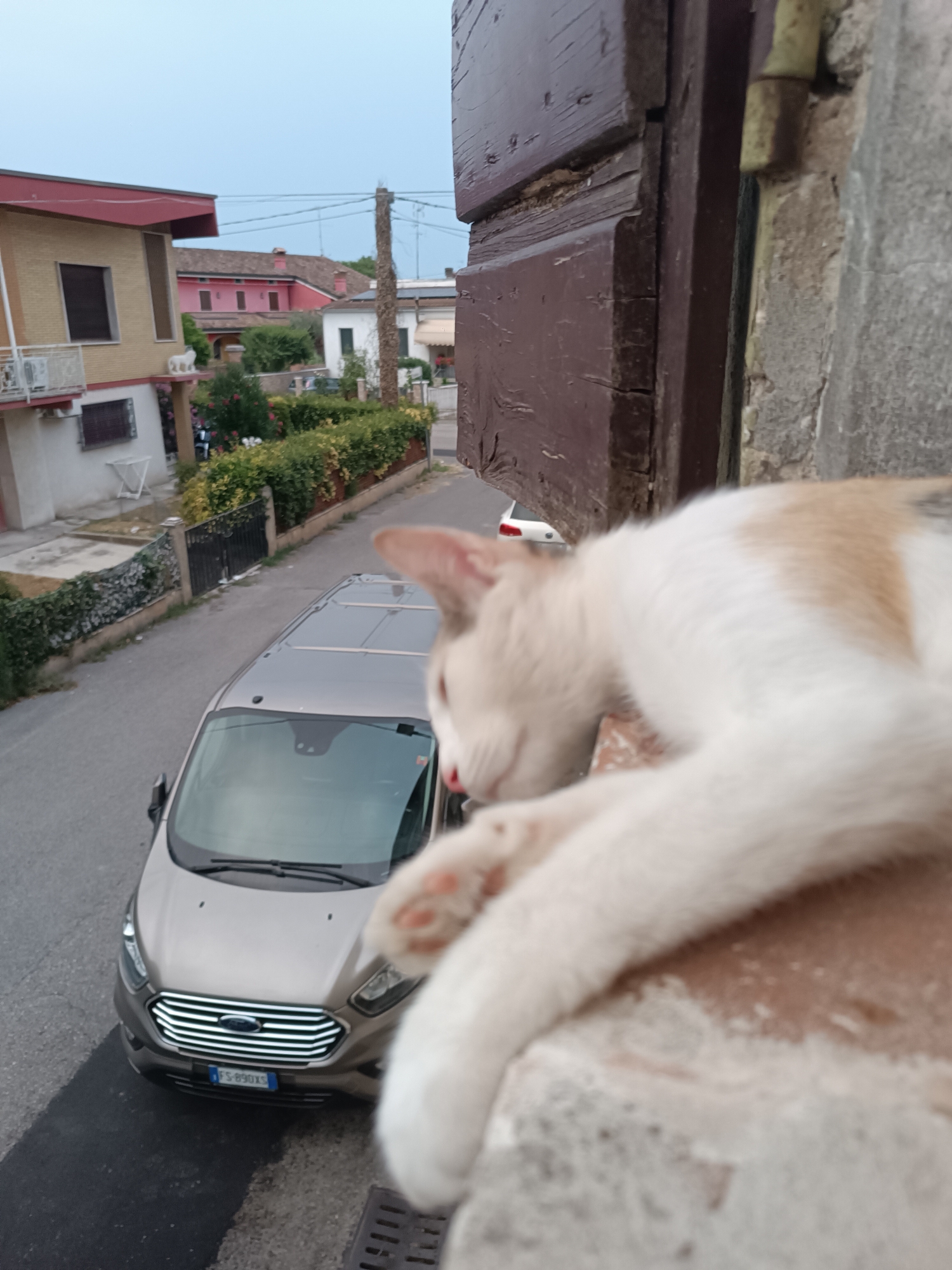 Cats lounging on ledges and rooftops in Viadana, Italy