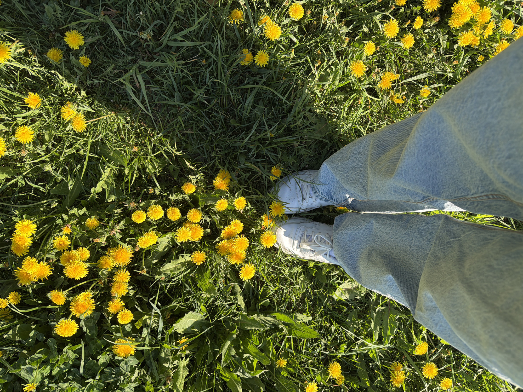 Woman poses with dandelions in early morning Izhevsk photo session