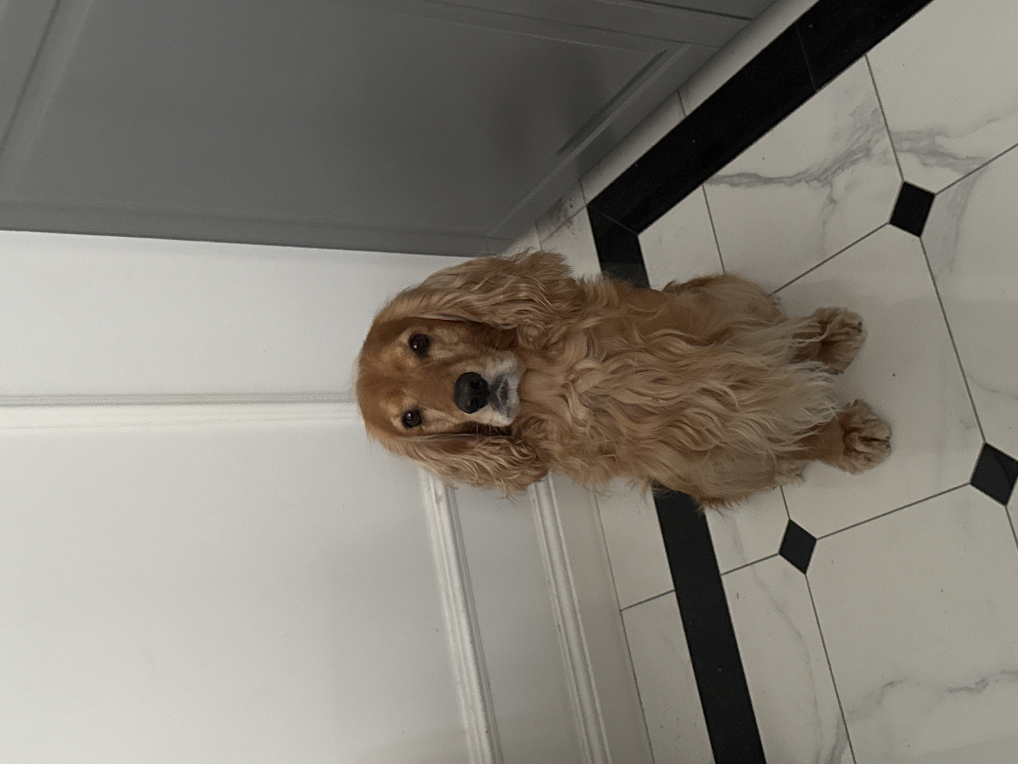 Golden cocker spaniel's lazy afternoon at home