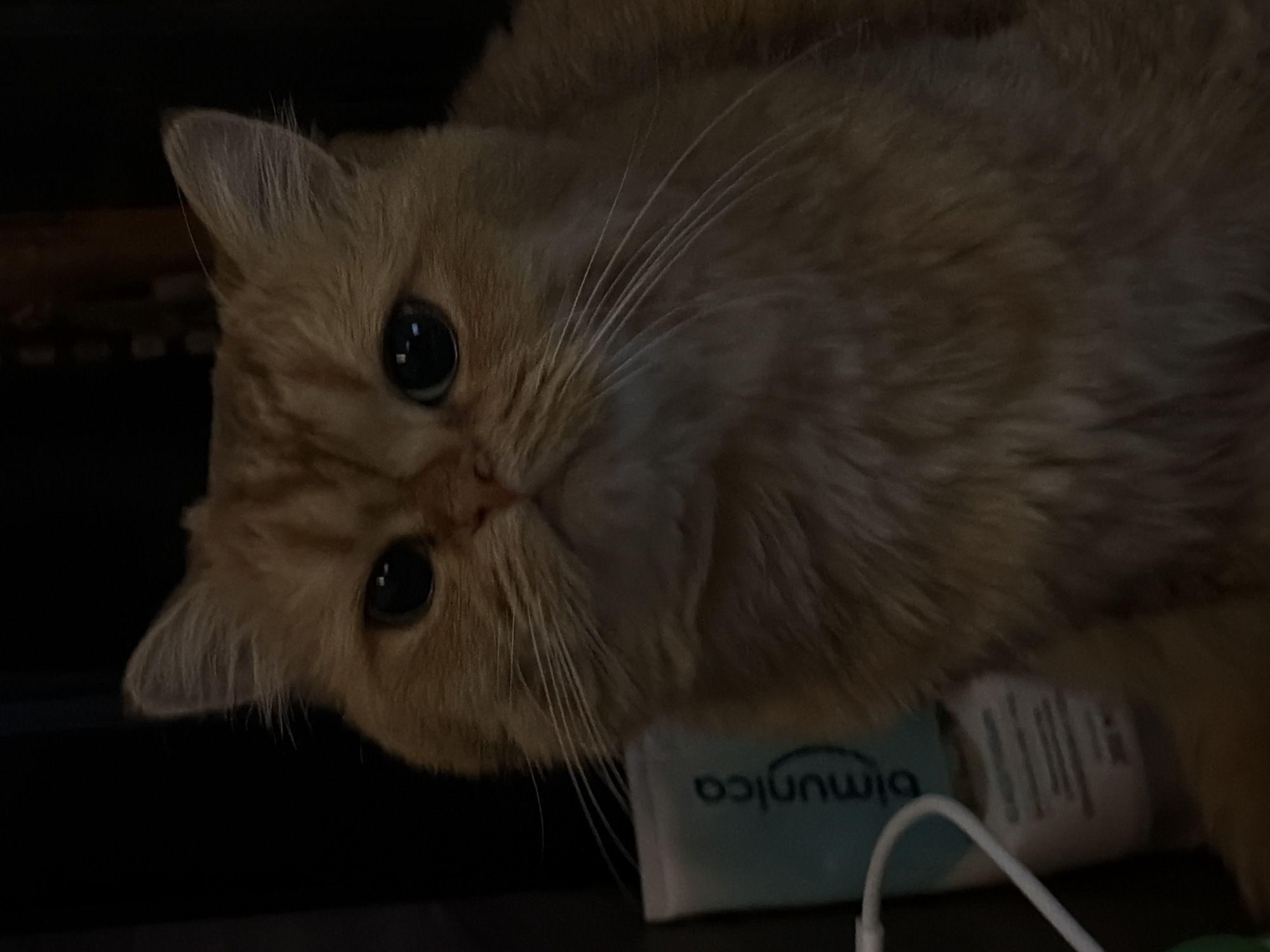 Lazy afternoon in Đà Nẵng: a ginger cat and apartment life