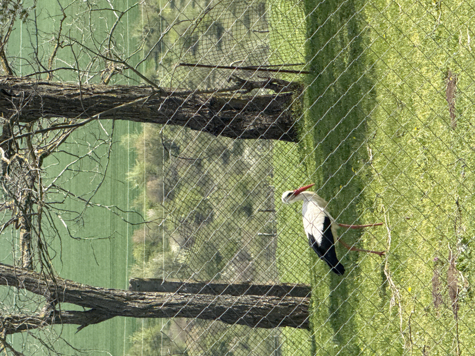White stork spotted walking near fence in Lipnik, Bulgaria