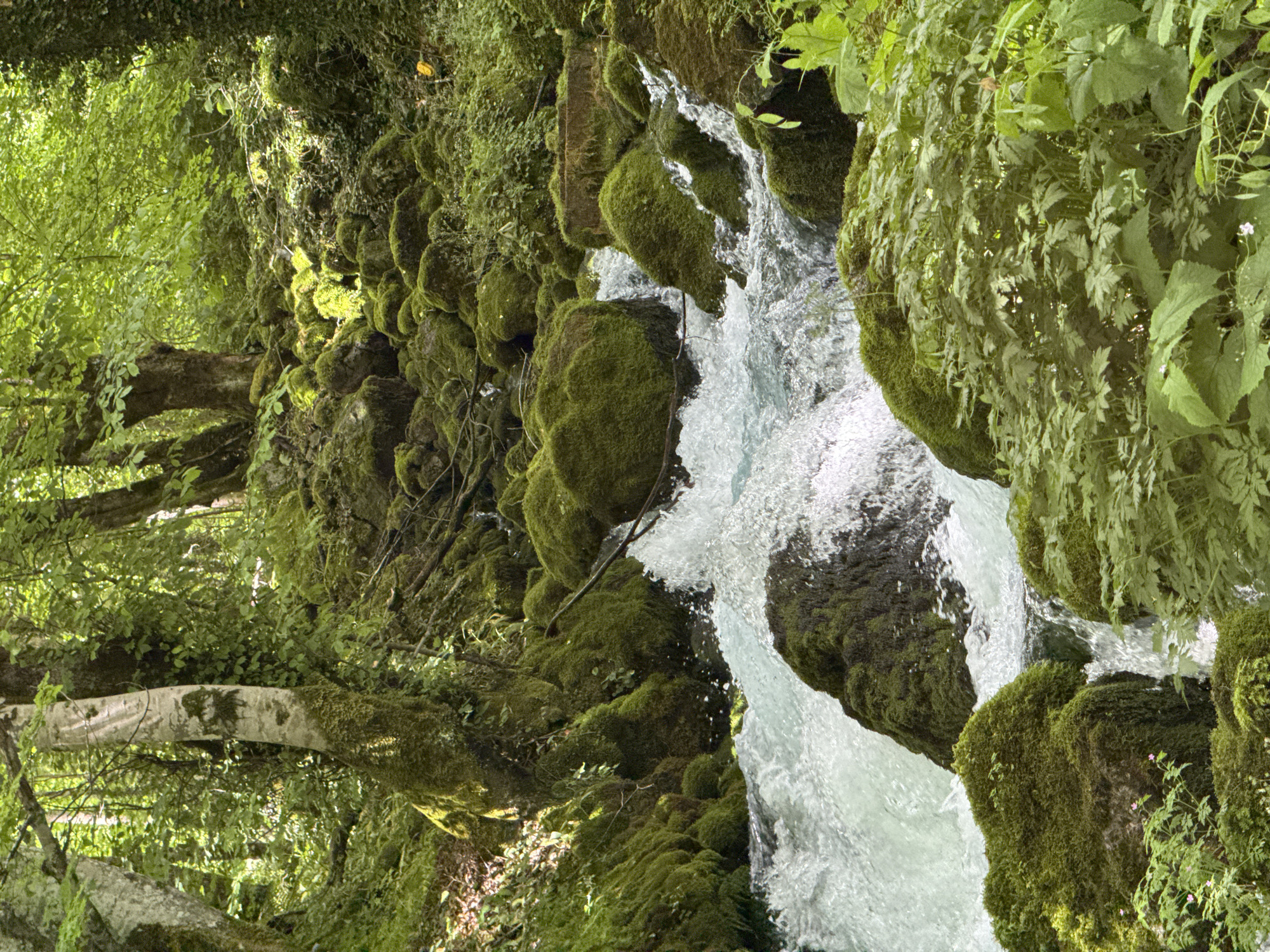 Whitewater rafting and mountain scenery in a forested river valley