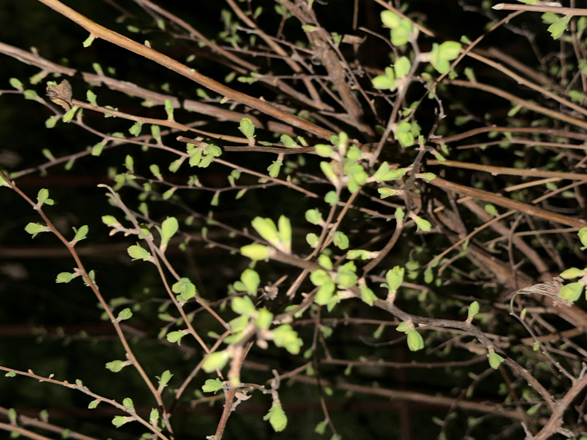 Spring buds emerge on quiet Irpin street after rain
