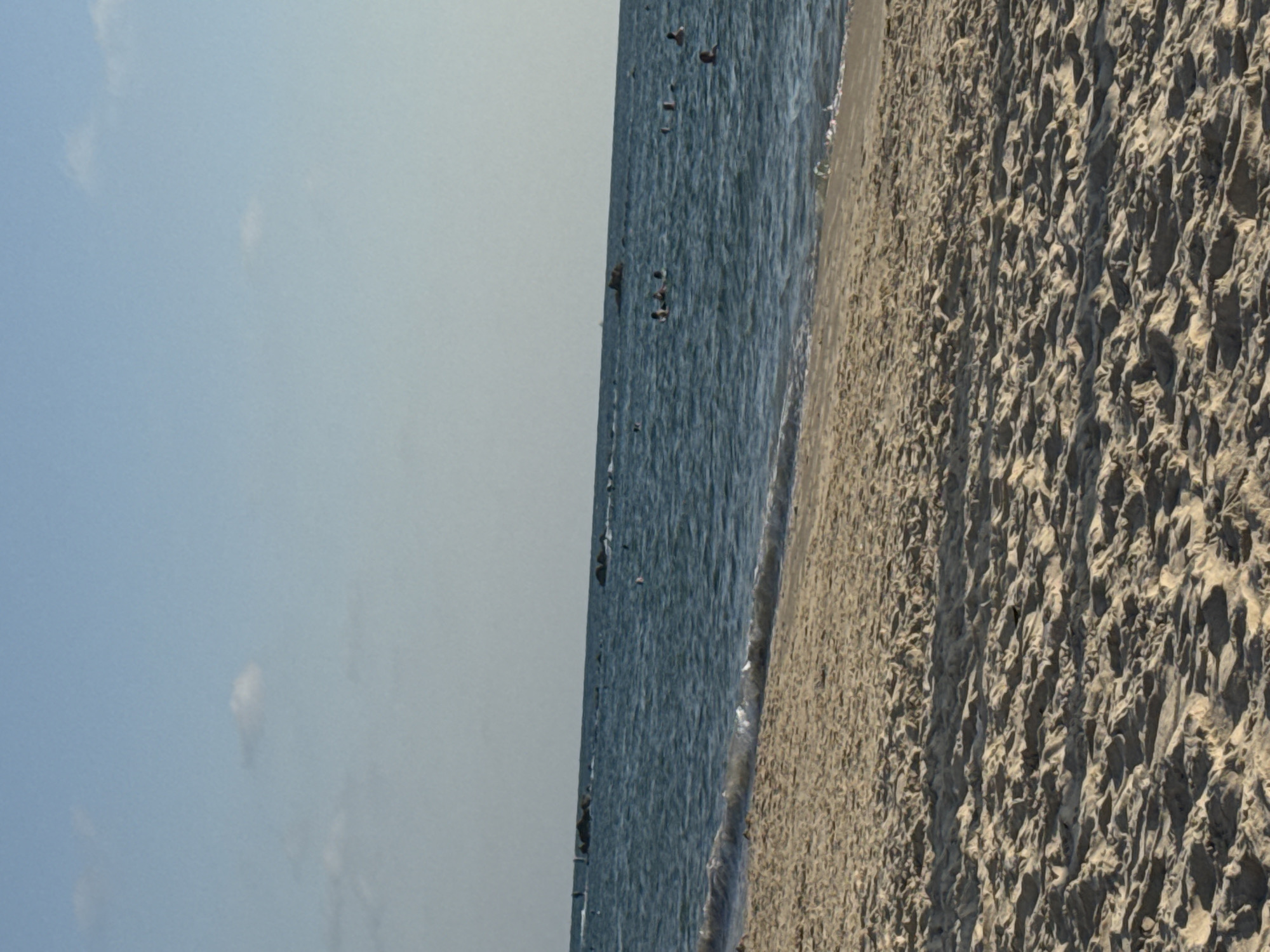 Afternoon at the beach: sand, sea creatures, and lounging