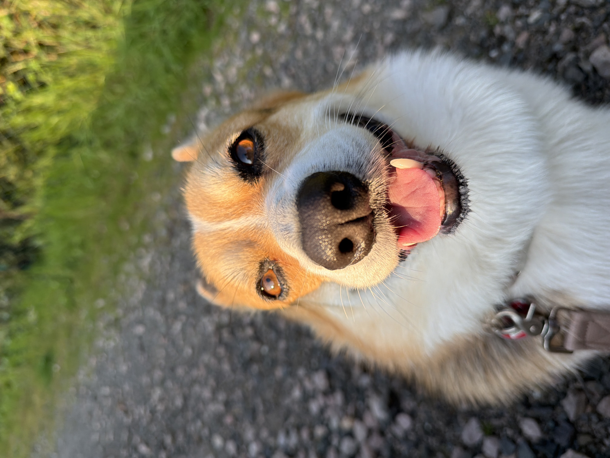 Corgi enjoys evening walk in German countryside
