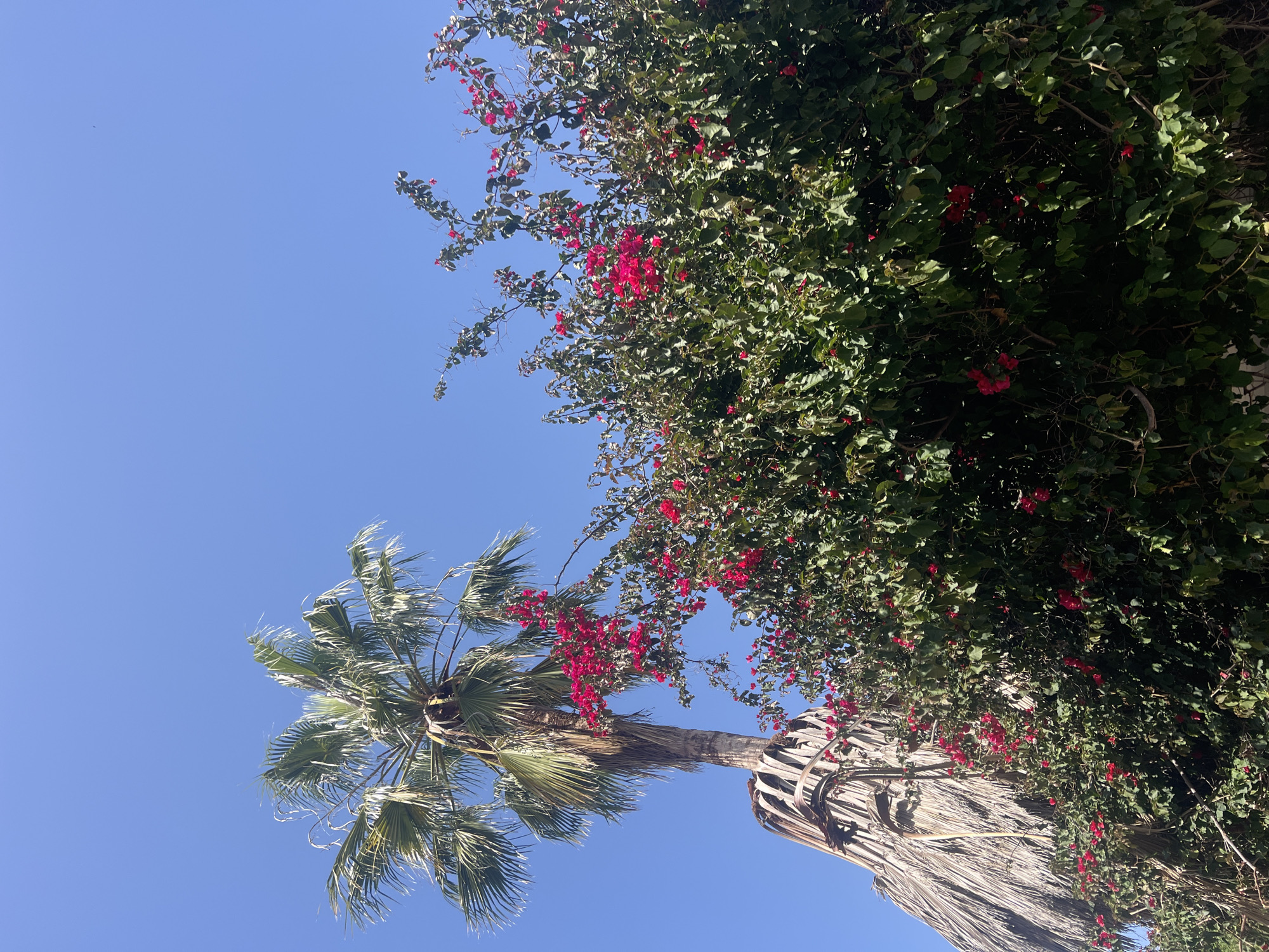 Spring blooms and architecture documented in Al Jizah, Jordan