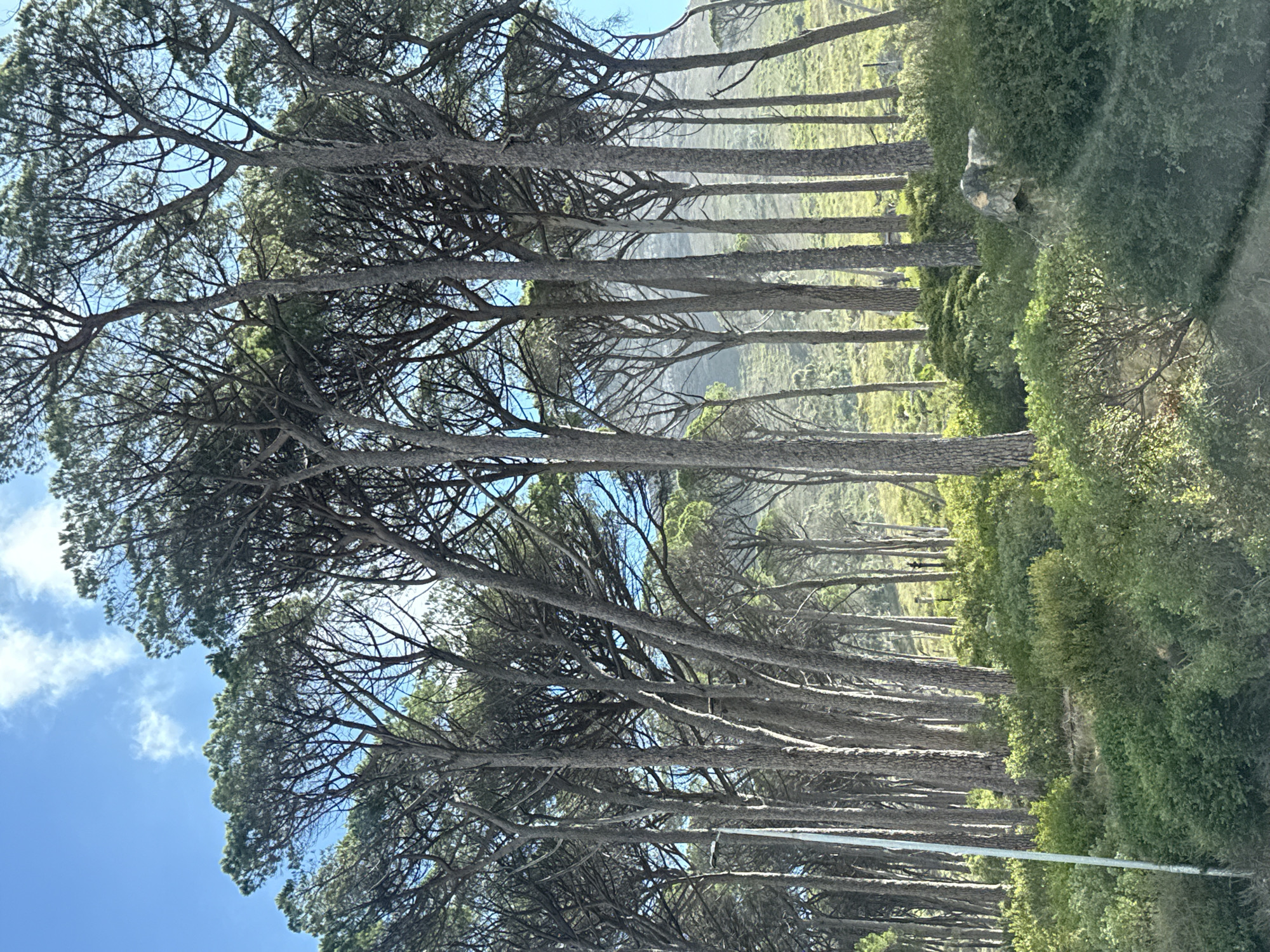 Pine trees observed under blue skies in Cape Town