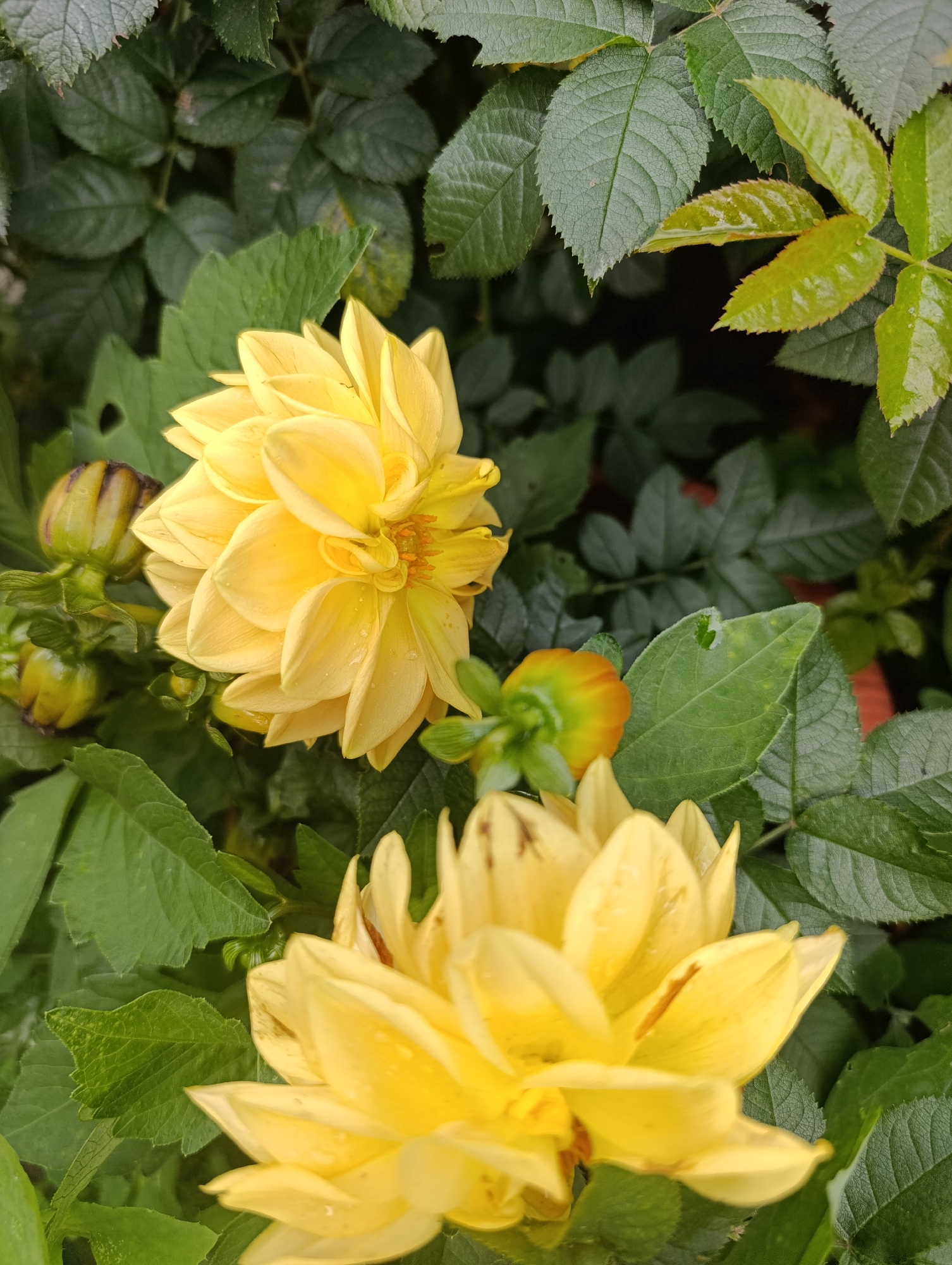Morning garden walk in Ivanovka captures plants in full seasonal growth