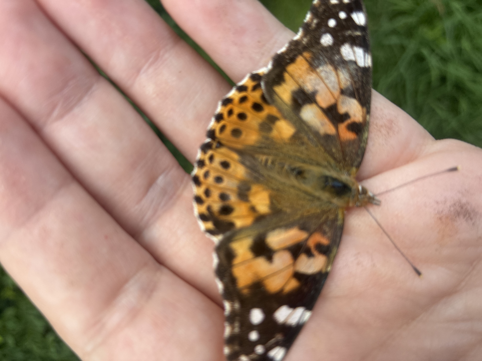 Painted lady butterfly perched on a palm in Sochi