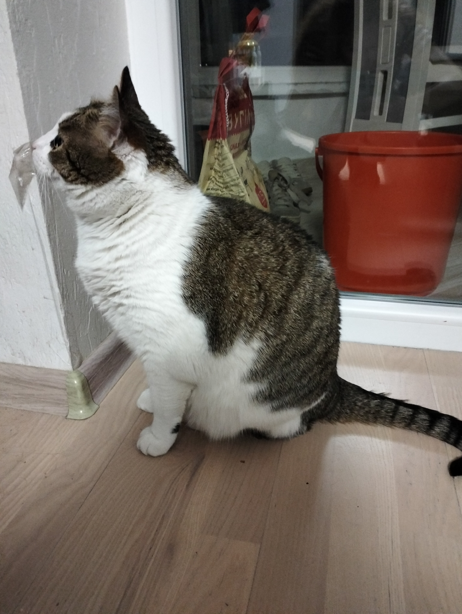 Cat observed in routine indoor activities in Ukrainian home