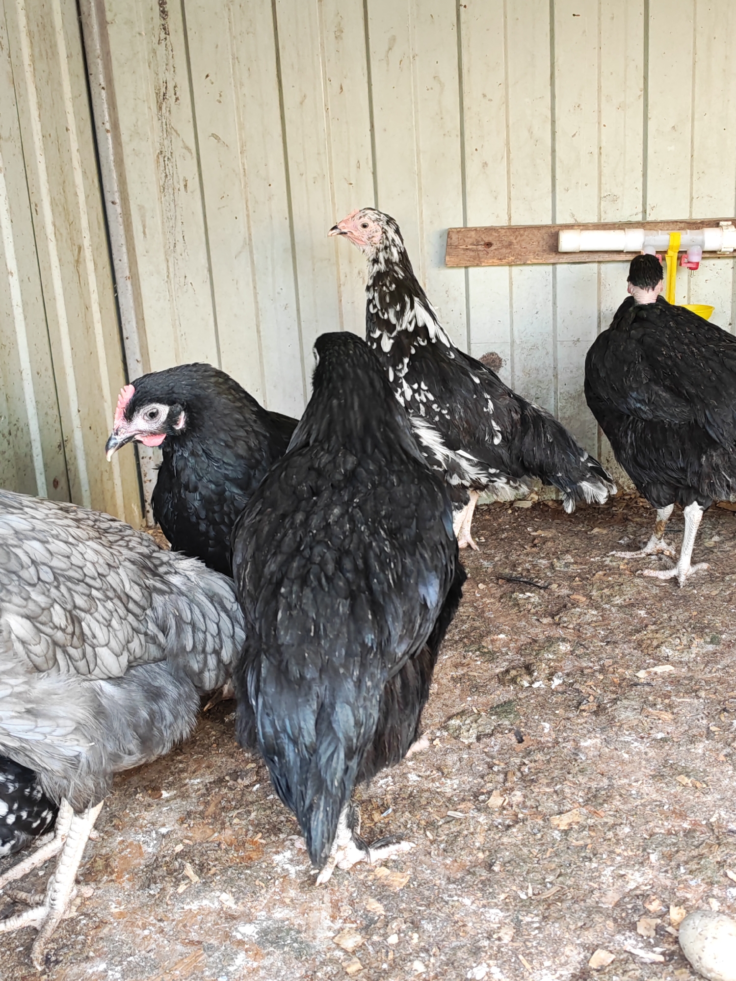 Farm animals and newborn rabbits documented at Bronnitsy homestead
