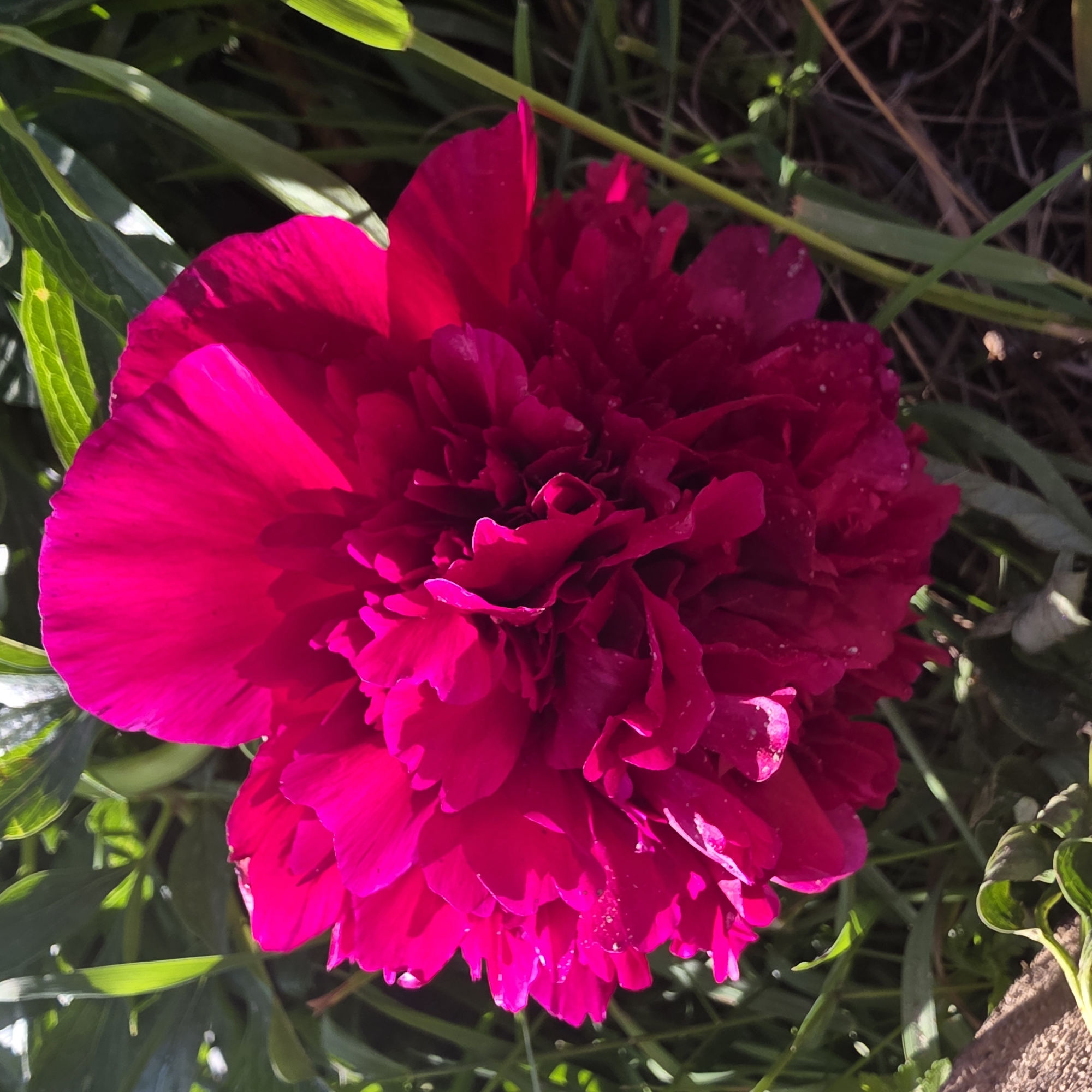 Magenta peony blooms captured in Bulgarian village garden