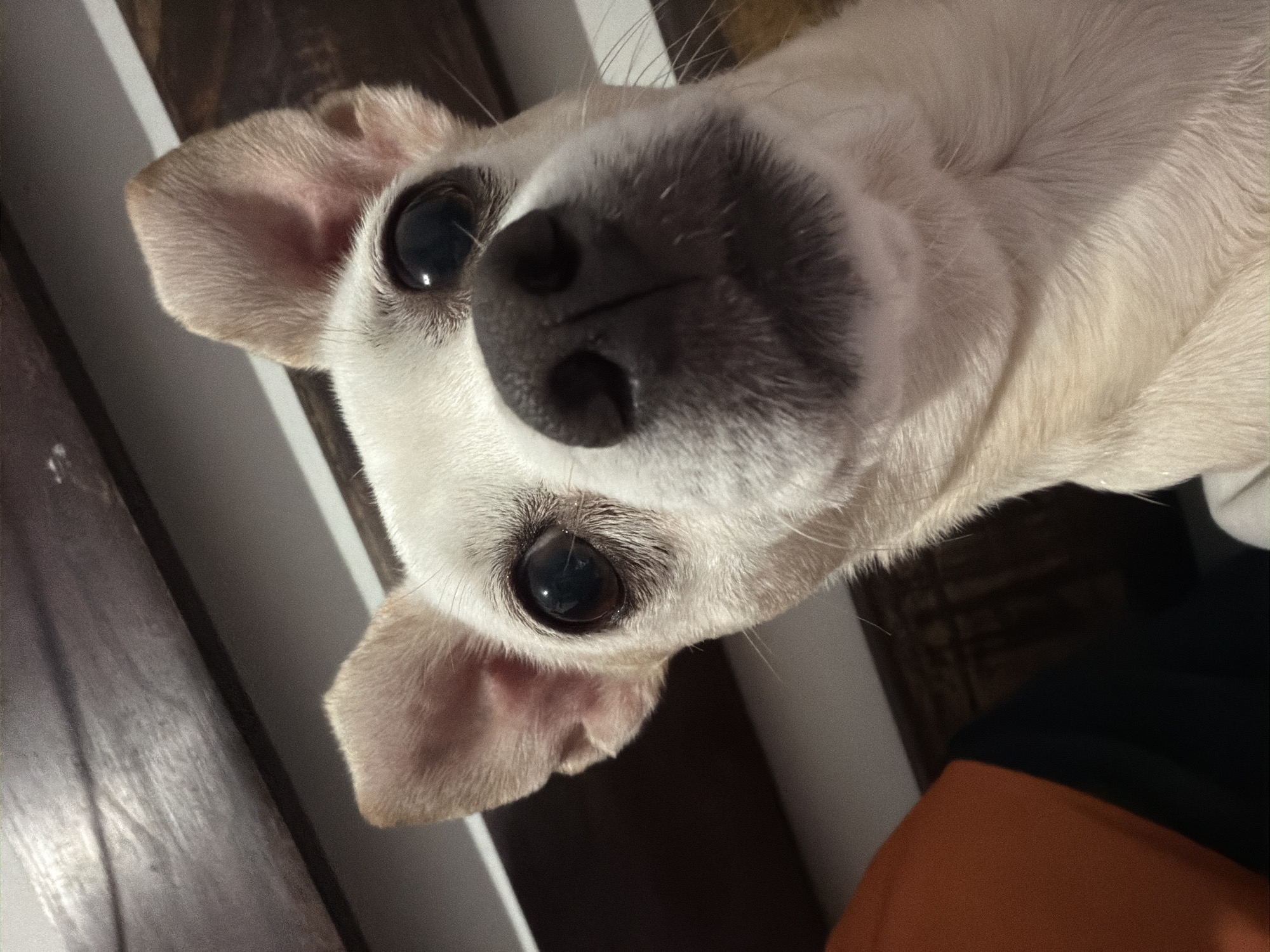 Cats, dogs, and paper flowers at home in Ciudad Guayana