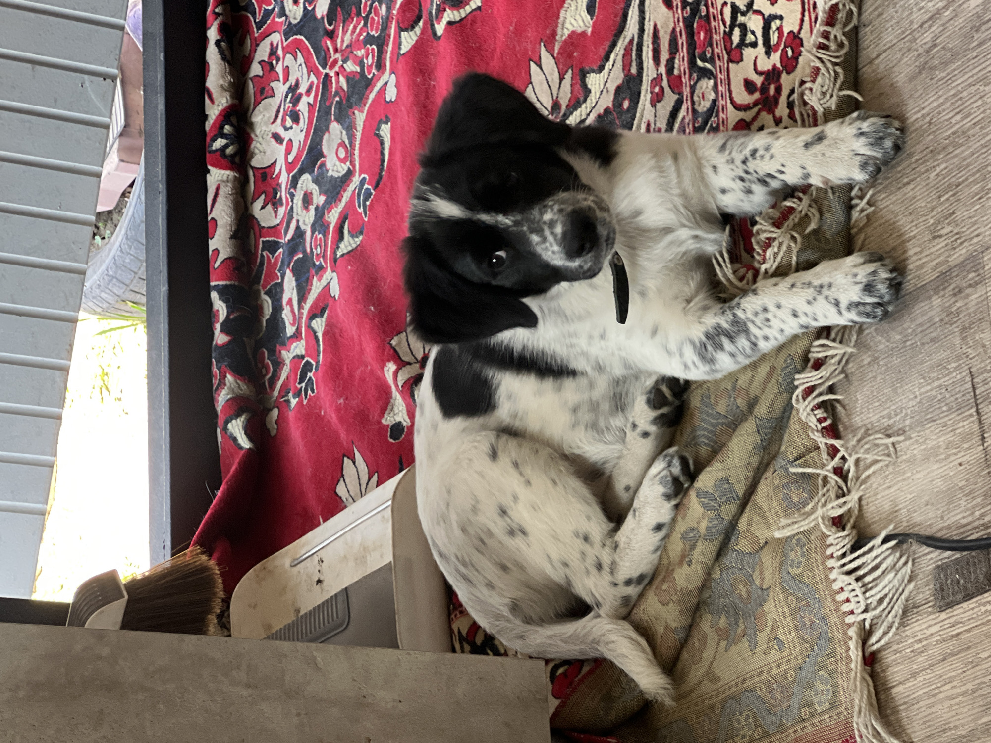 Spotted puppy rests on patterned rugs in residential interior